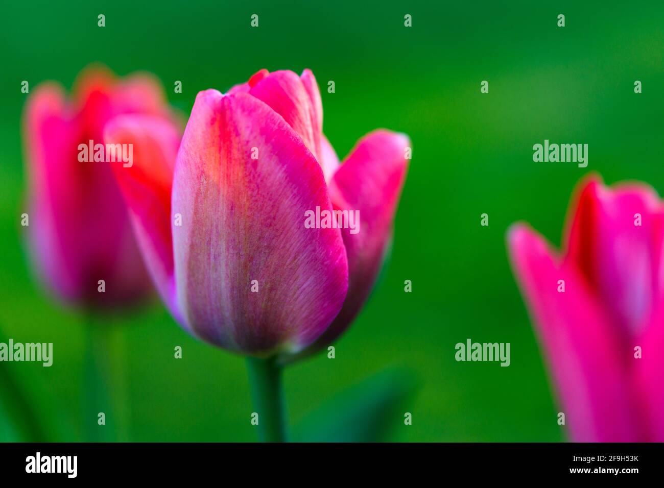 Trois fleurs de tulipe de couleur rose foncé s'ouvrent sur un fond vert de foyer doux. Avec deux des fleurs hors foyer Banque D'Images