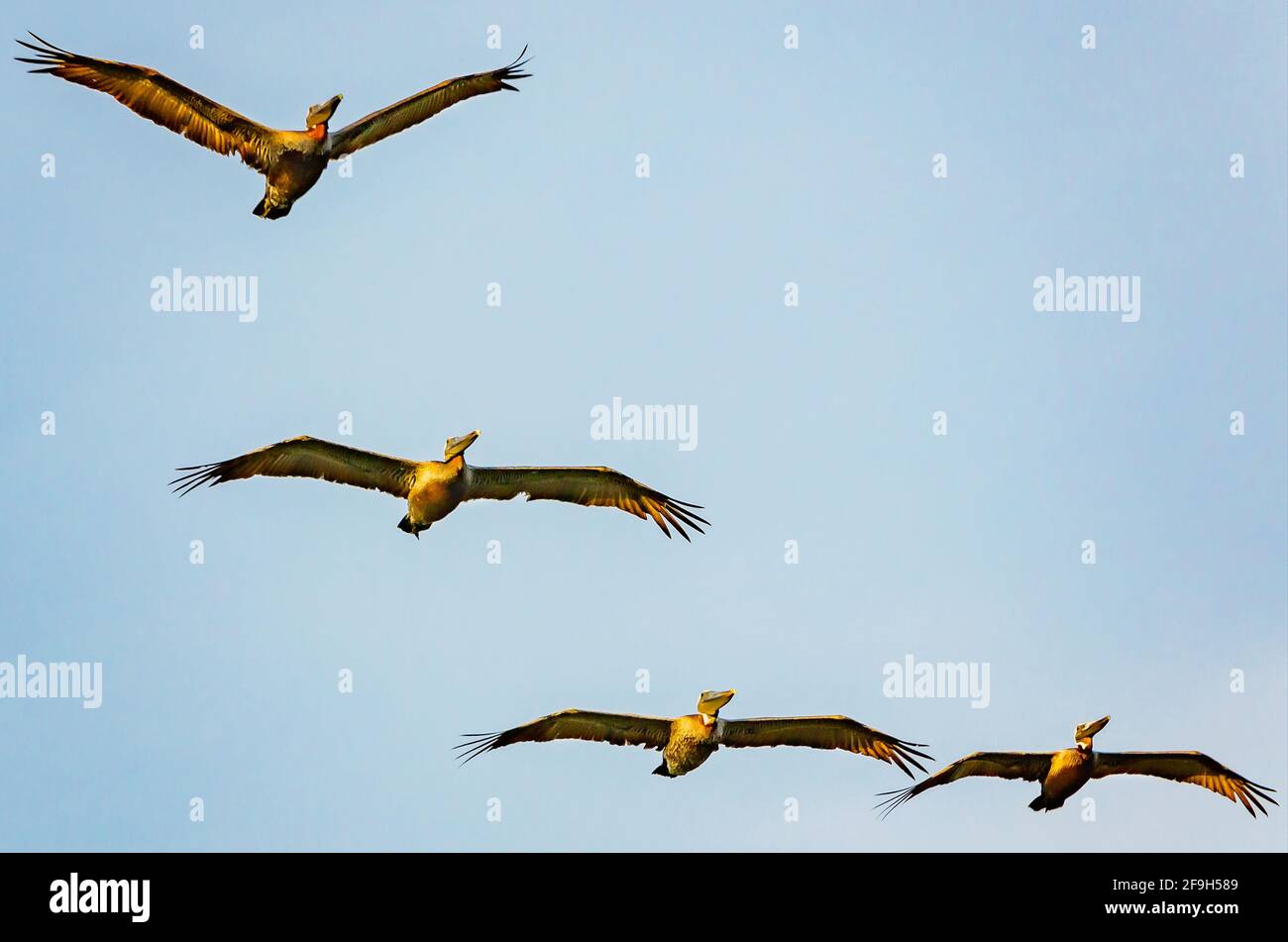 Les pélicans bruns volent en formation, le 7 juillet 2012, à Bayou la Berre, Alabama. Banque D'Images