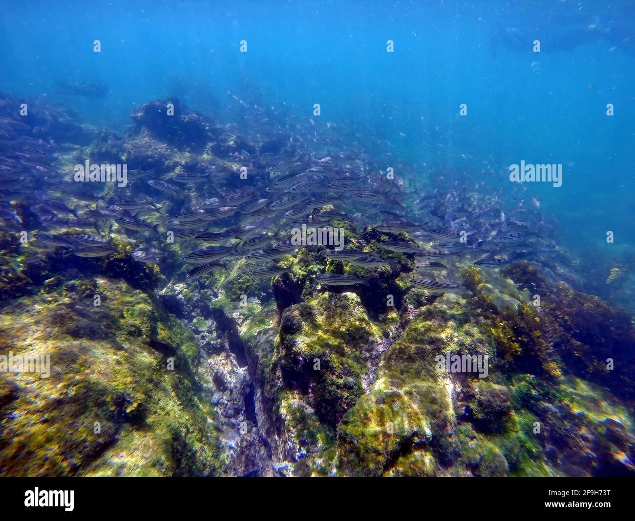 École de petits poissons argentés à Punta Espinoza, île Fernandina, Galapagos, Équateur Banque D'Images