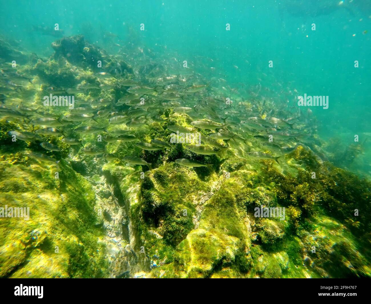 École de petits poissons argentés à Punta Espinoza, île Fernandina, Galapagos, Équateur Banque D'Images
