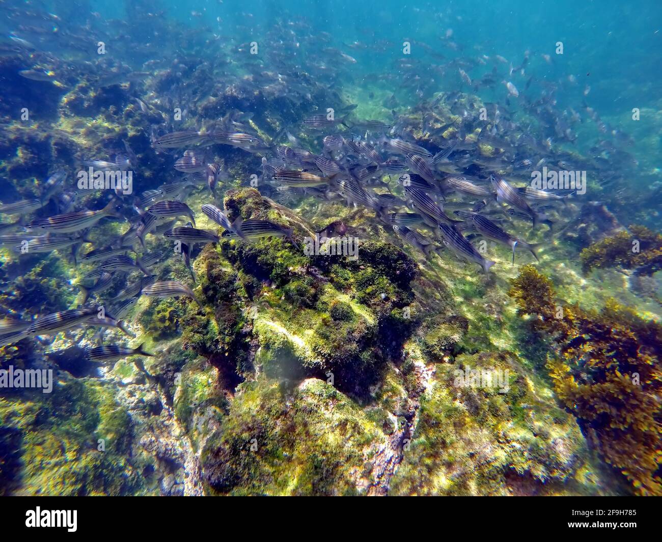 École de petits poissons argentés à Punta Espinoza, île Fernandina, Galapagos, Équateur Banque D'Images