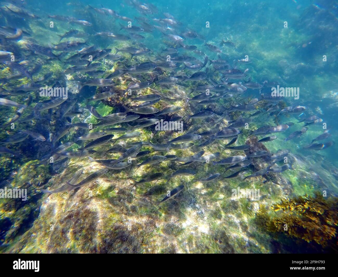 École de petits poissons argentés à Punta Espinoza, île Fernandina, Galapagos, Équateur Banque D'Images