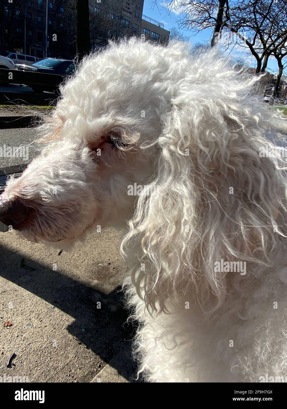 Tête de profil d'un mélange de caniche. Banque D'Images