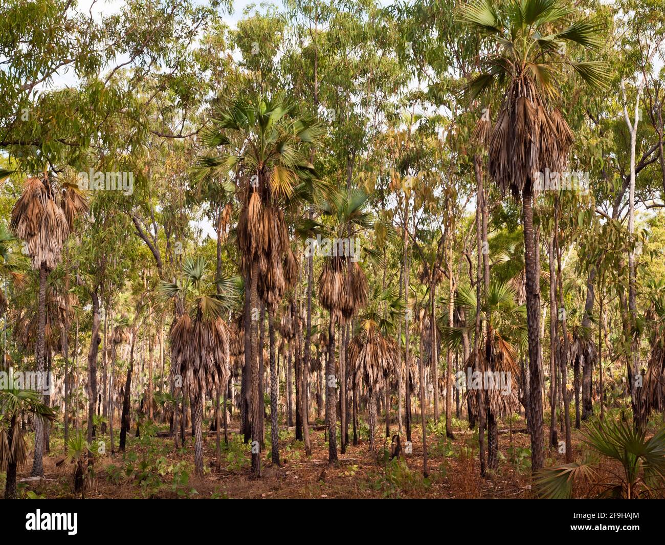 Les Choux Palms (Livistona eastonii) bordent la route rugueuse de Port Warrender à travers le plateau reculé de Mitchell, Kimberley, Australie occidentale Banque D'Images