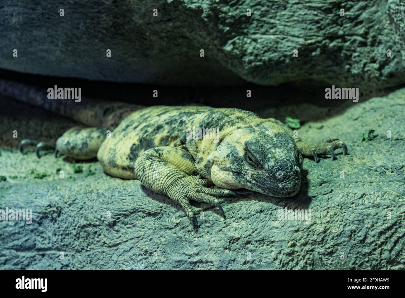 Le San Esteban Chuckwallala, Sauromalus varius, est la plus grande espèce de chuckwallara et est endémique à l'île de San Esteban, au Mexique. Banque D'Images