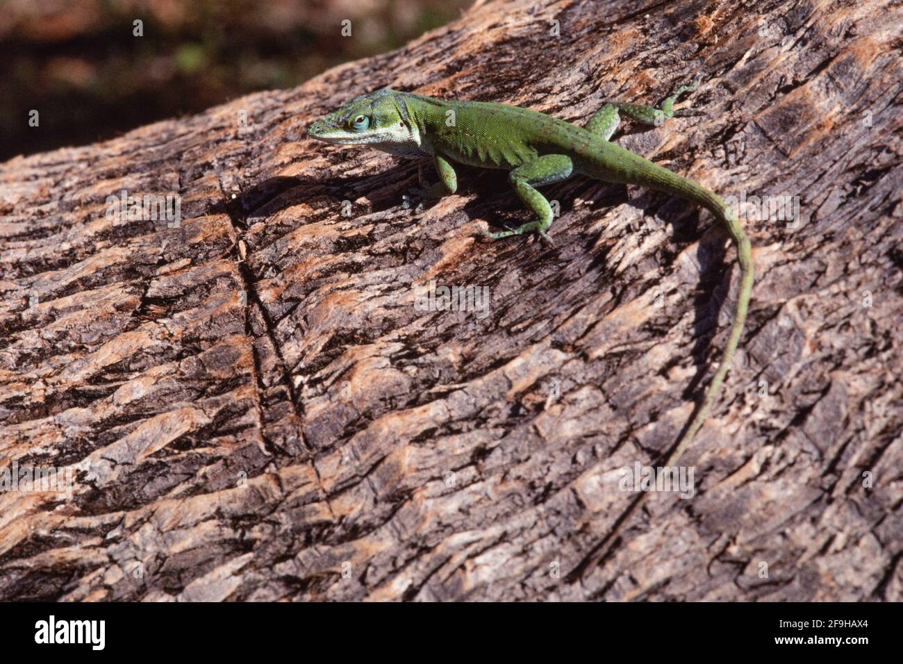 Une anole verte, Anolis carolinensis, sur le tronc d'un palmier de l ...