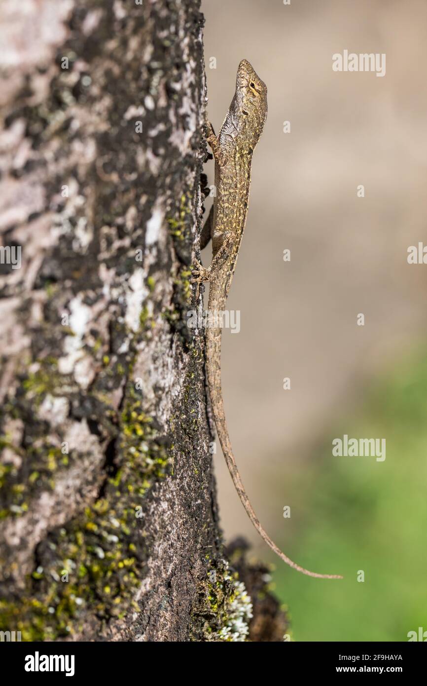 Le Brown Anole, Anolis sagrei, également connu sous le nom de Bahaman Anole sur Kauai, Hawaï. Il est originaire de Cuba et des Bahamas, mais a été largement introduit Banque D'Images