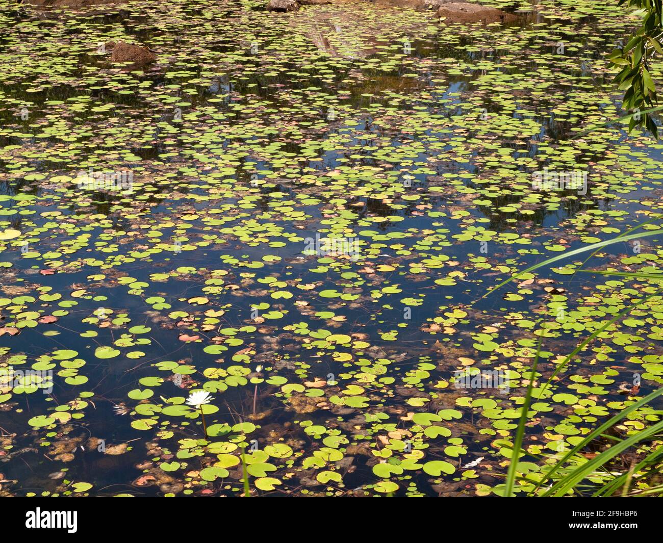 Bassin de nénuphars au-dessus des chutes Mitchell (Punamii-unpuu), saison sèche, parc national de la rivière Mitchell (Ngauwudu), Kimberley, Australie occidentale Banque D'Images