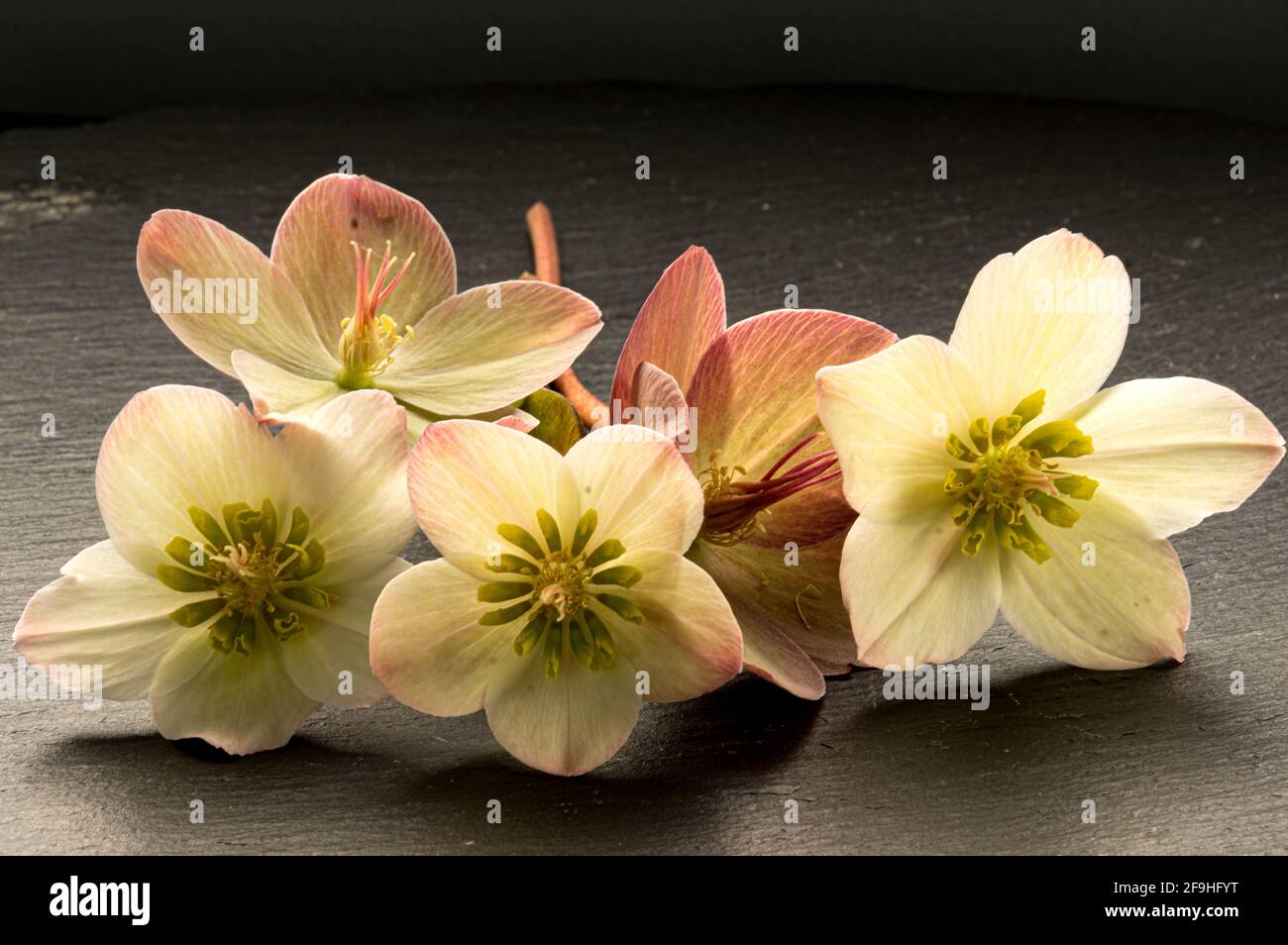 Arrangement de roses pâle et blanches de lenten/hellébores/helléborus sur foncé surface en ardoise Banque D'Images