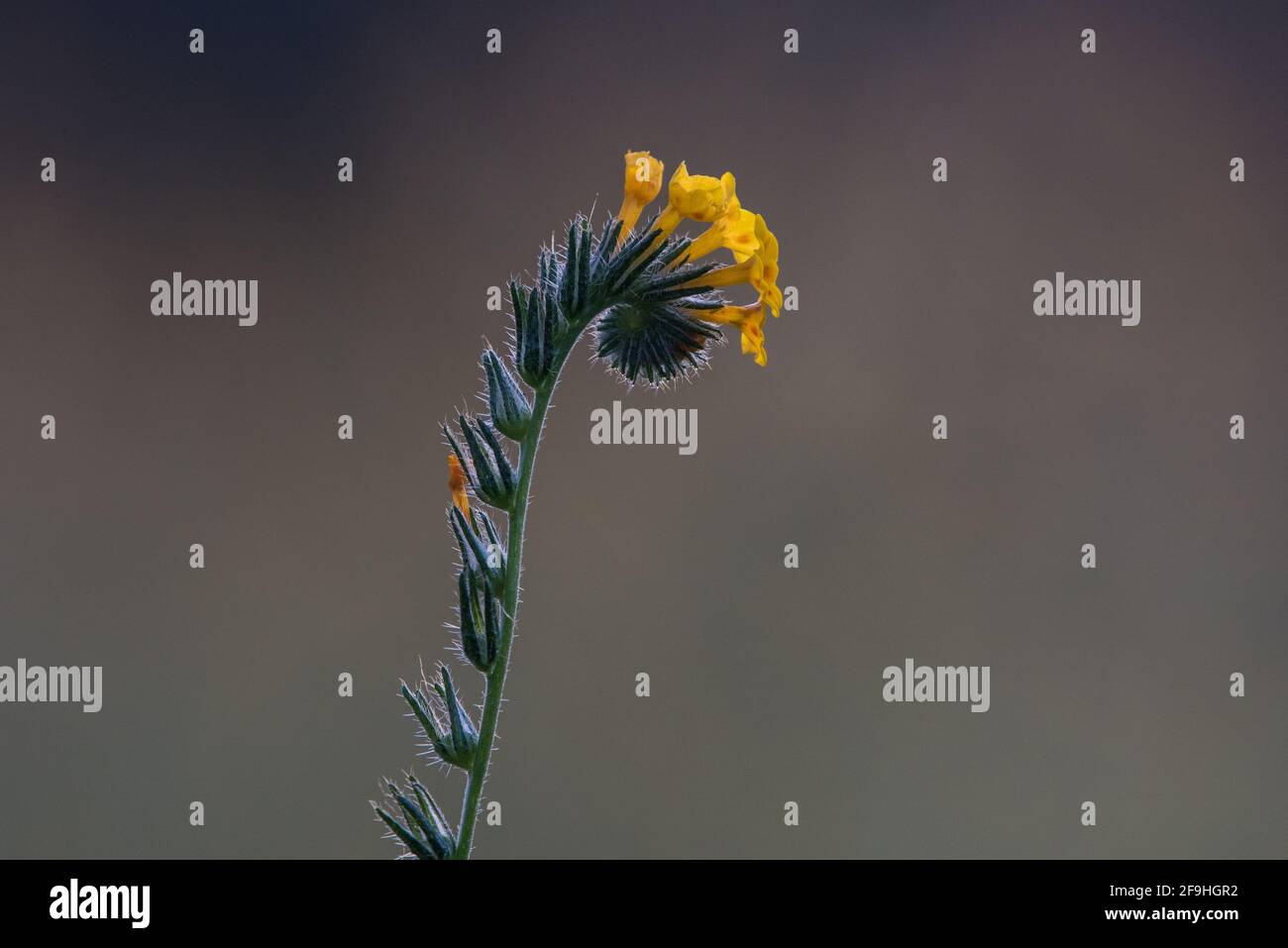 Une fleur de fiddleneck commune (Amsinckkia intermedia) qui grandit sauvage et fleurit dans une prairie de la Californie centrale. Banque D'Images