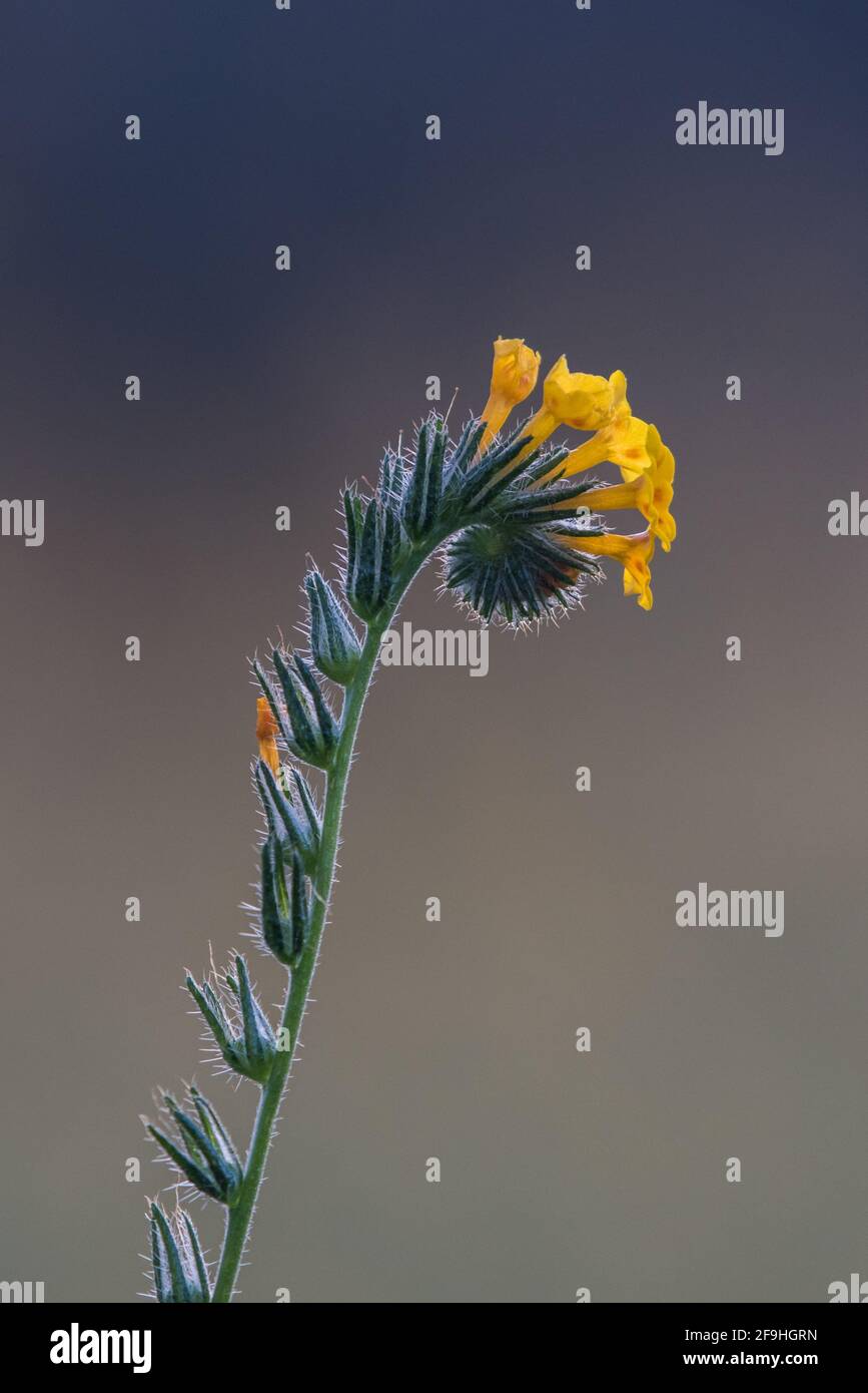 Une fleur de fiddleneck commune (Amsinckkia intermedia) qui grandit sauvage et fleurit dans une prairie de la Californie centrale. Banque D'Images