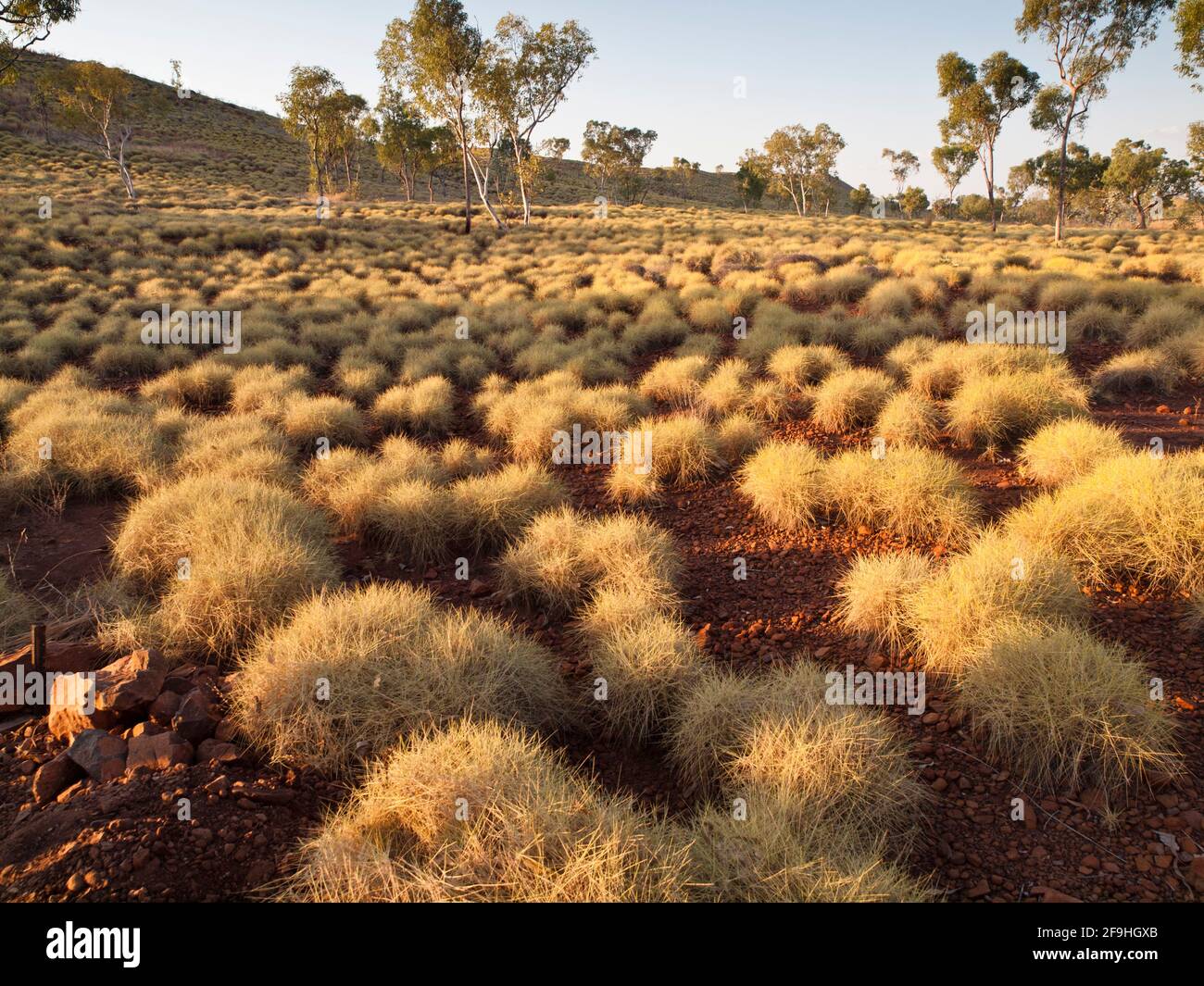 Collines couvertes de spinifex, point de vue de Kungkalahayi, parc national de Purnululu, Australie occidentale Banque D'Images