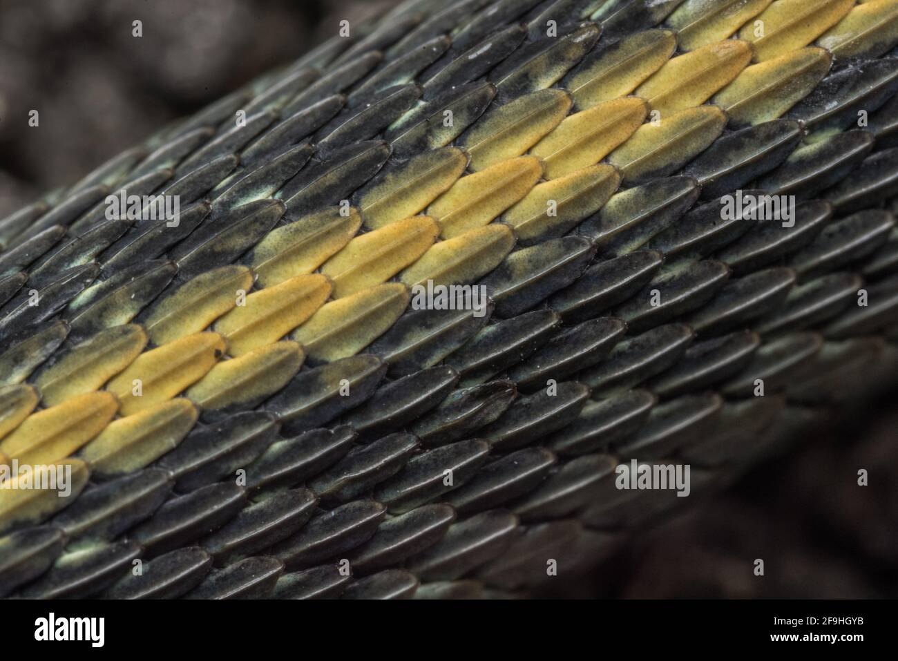 Une image macro en gros plan des écailles en forme de cépage d'un serpent gartersnake de Santa Cruz (Thamnophis atratus atratus), un reptile endémique de la région de la baie de Californie. Banque D'Images