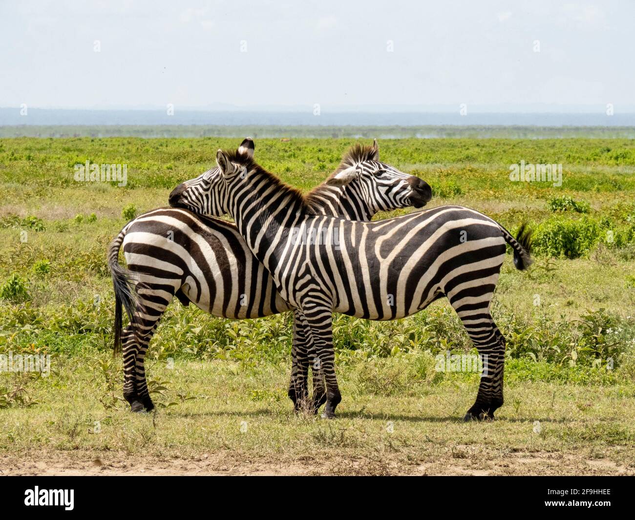 Parc national du Serengeti, Tanzanie, Afrique - 1 mars 2020 : zèbres en paires sur le côté de la route Banque D'Images