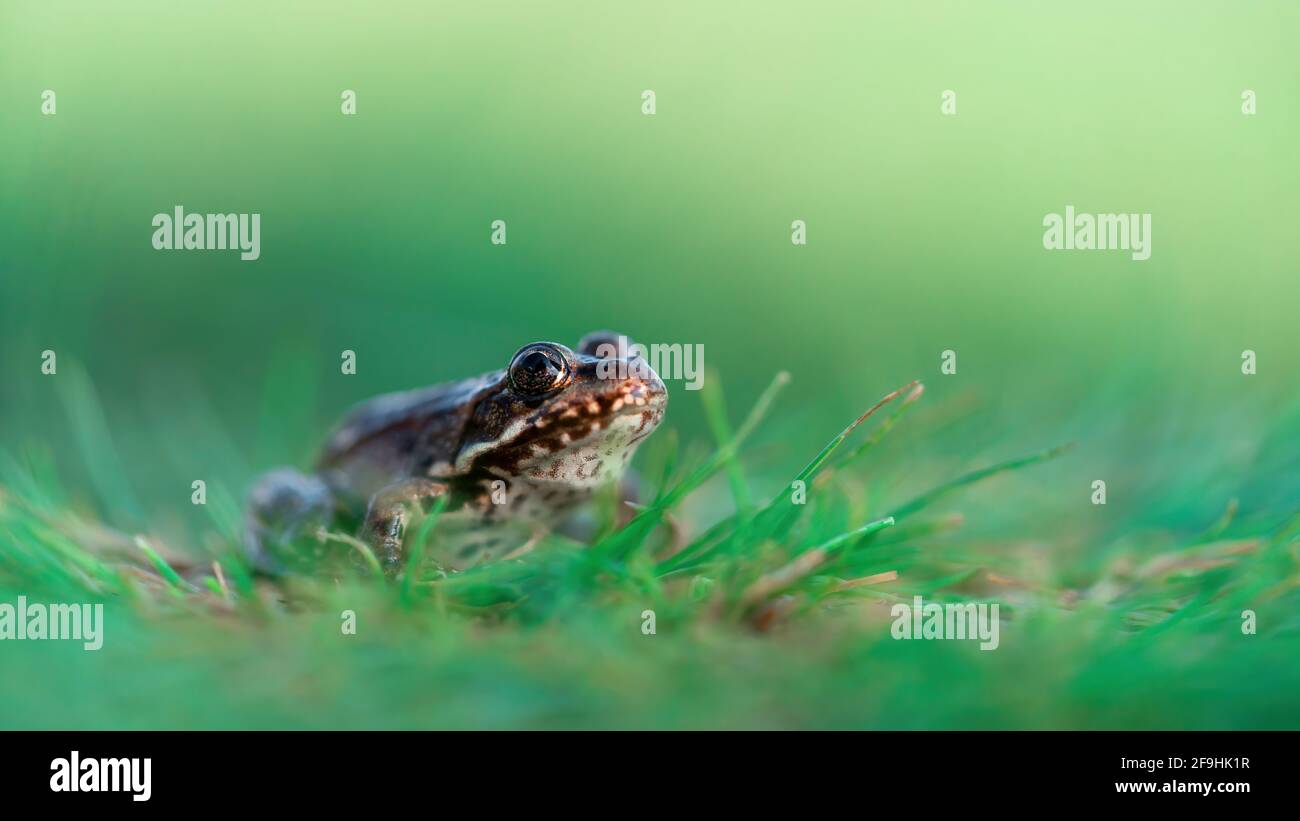 Photo macro latérale de la grenouille des marais (Pélophylax ridibundus) assise dans l'herbe verte. Isolé sur un arrière-plan flou Banque D'Images