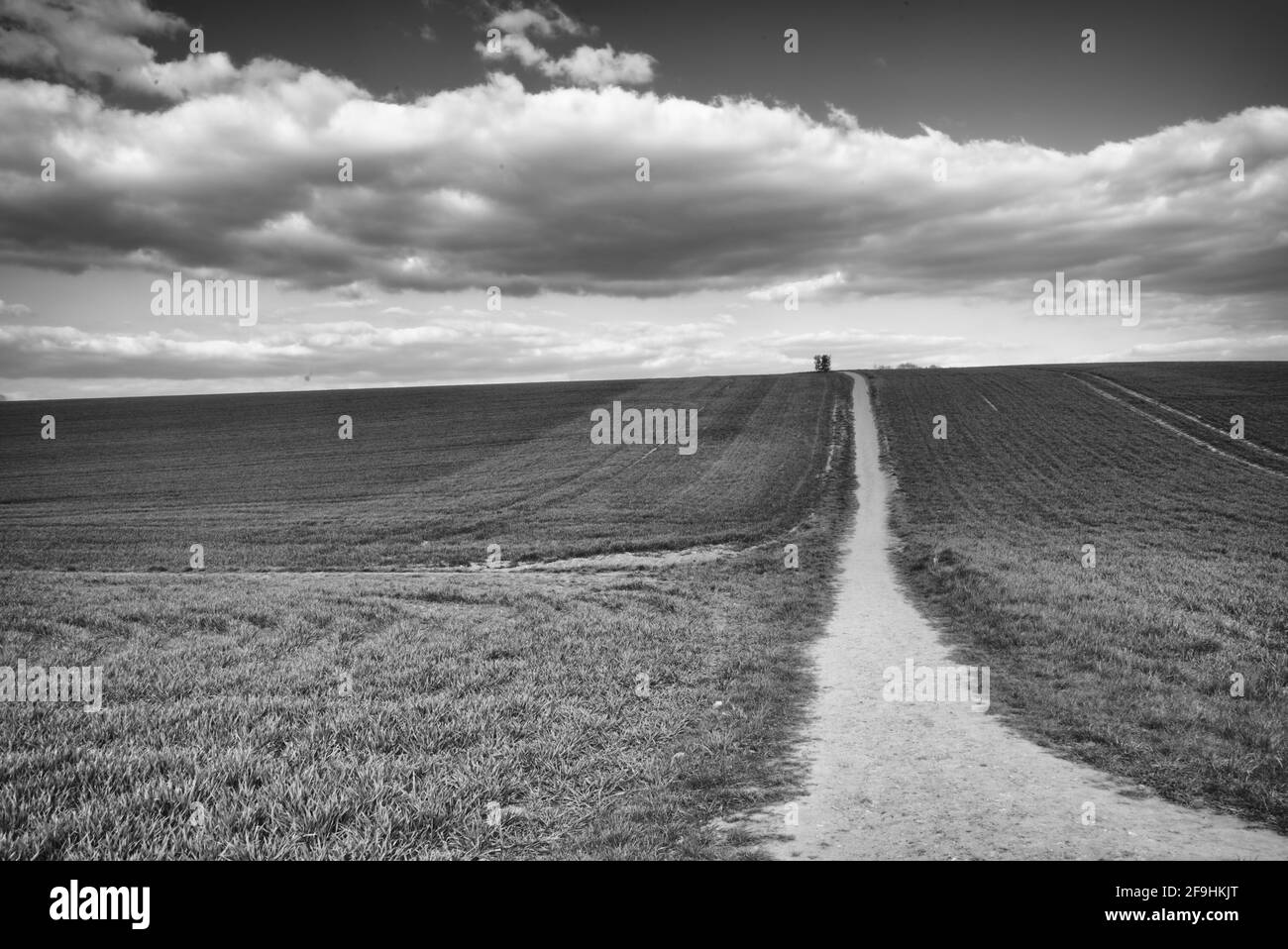 Une partie de la campagne britannique dans les champs de Knebworth En noir et blanc, forme Beaux-Arts Banque D'Images