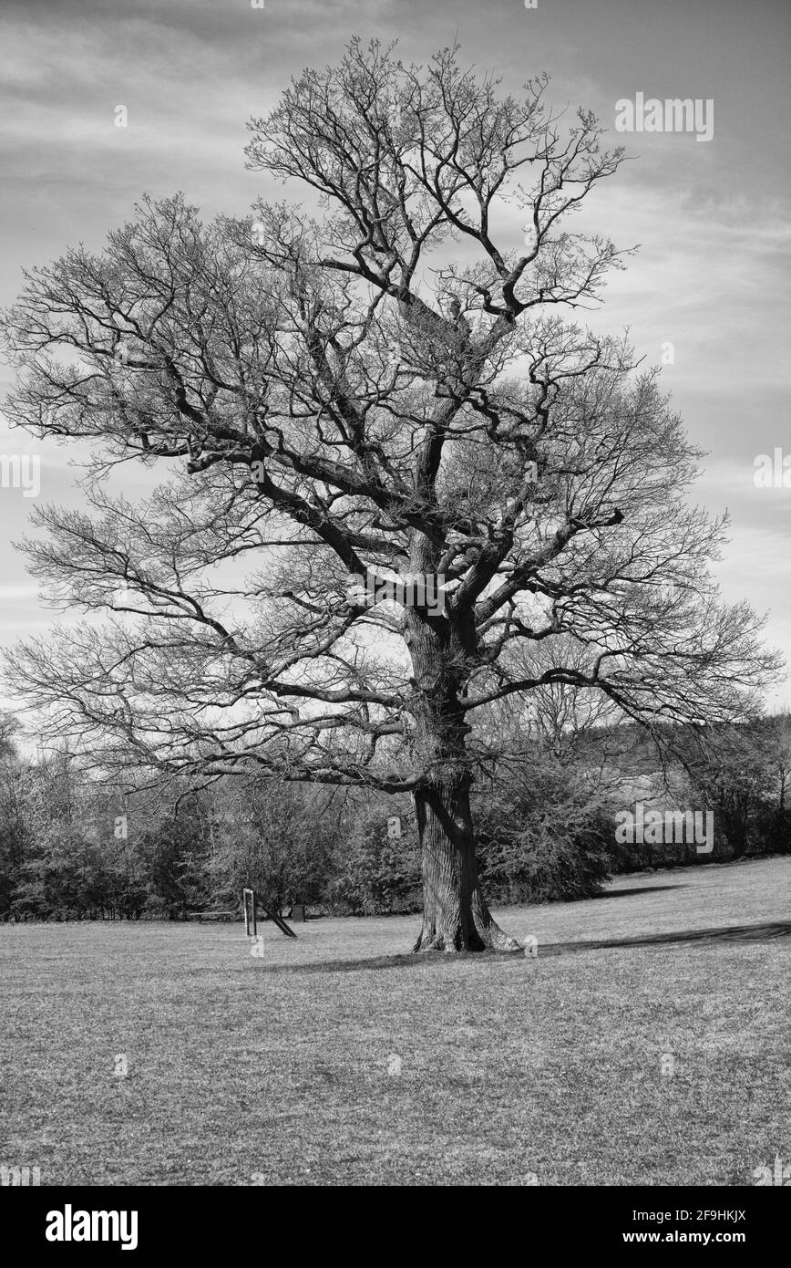 Une partie de la campagne britannique dans les champs de Knebworth En noir et blanc, forme Beaux-Arts Banque D'Images