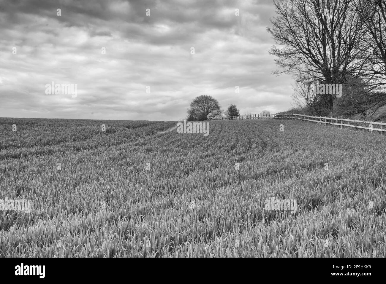 Une partie de la campagne britannique dans les champs de Knebworth En noir et blanc, forme Beaux-Arts Banque D'Images