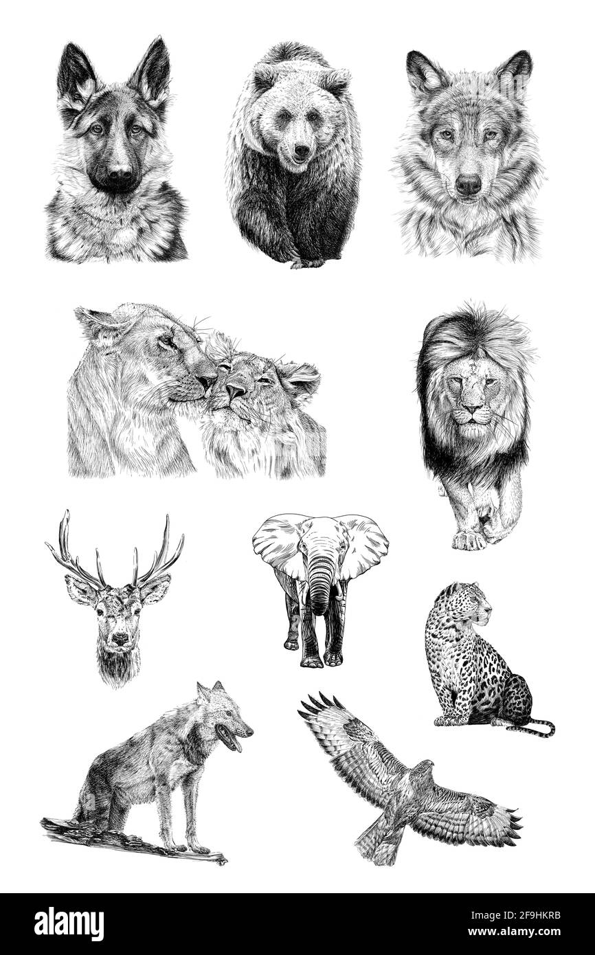 Jeu de dix animaux, illustrations dessinées à la main (originaux, pas de traçage) Banque D'Images