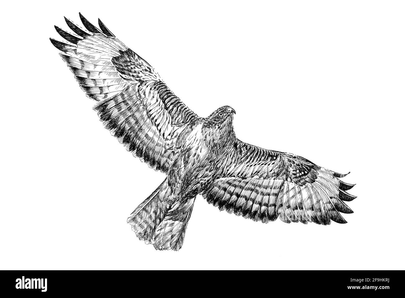Faucon Buzzard dessin à la main, croquis graphiques illustration monochrome sur fond blanc (originaux, pas de tracé) Banque D'Images