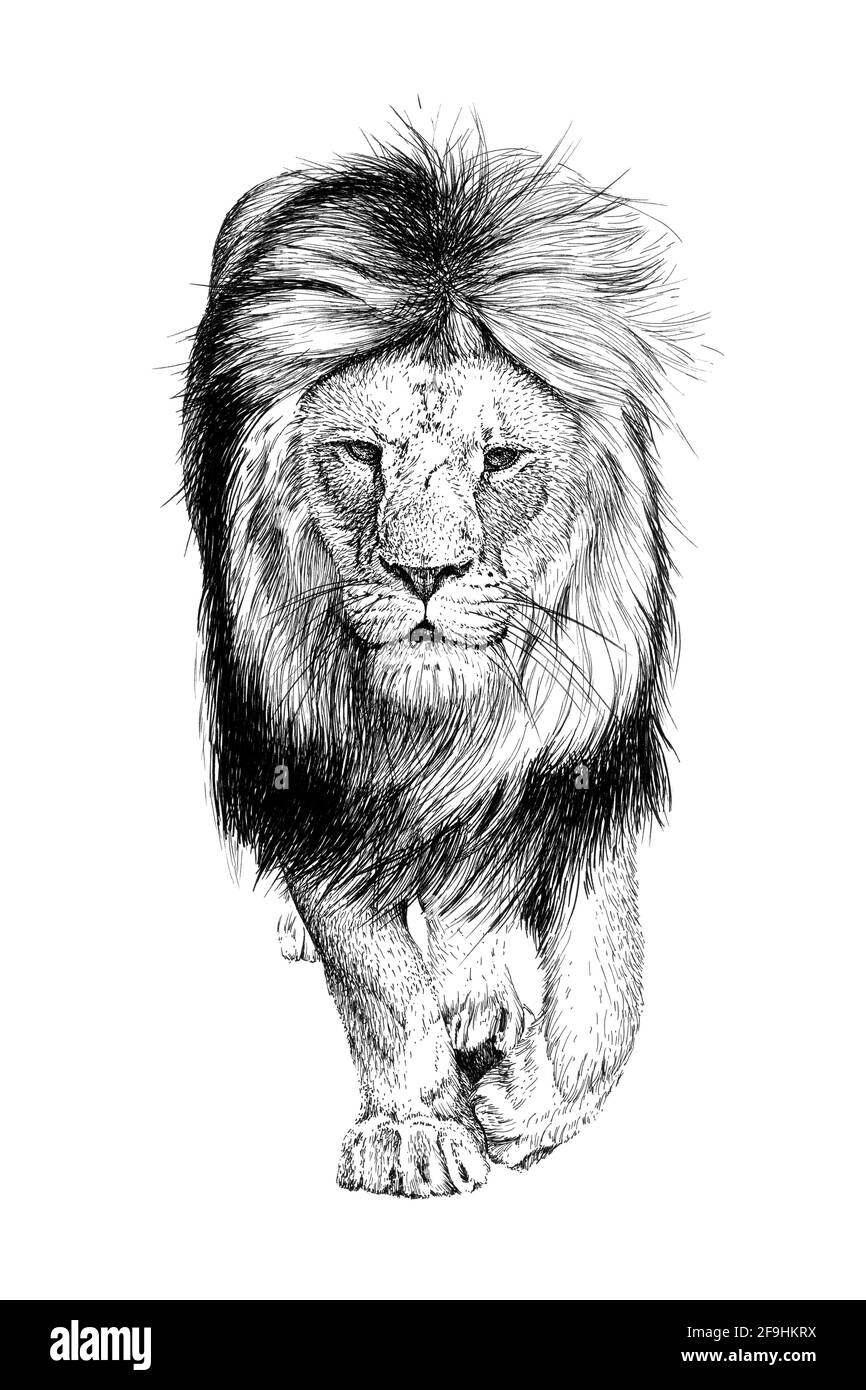 Lion dessiné à la main, graphiques d'esquisse illustration monochrome sur fond blanc (originaux, pas de tracé) Banque D'Images
