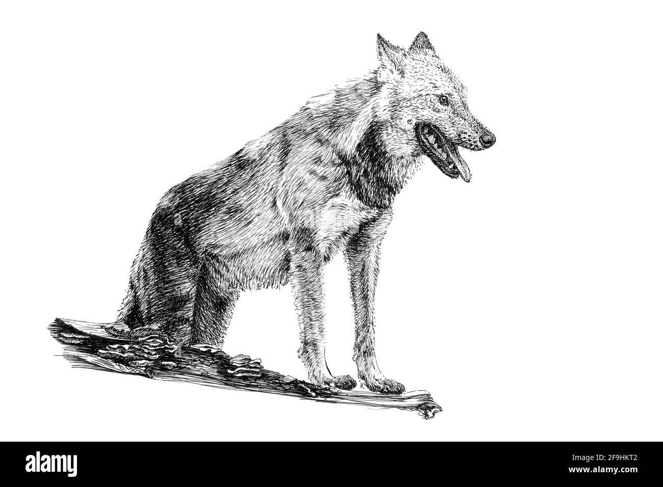 Loup dessiné à la main, croquis illustration monochrome graphique sur fond blanc (originaux, pas de traces) Banque D'Images