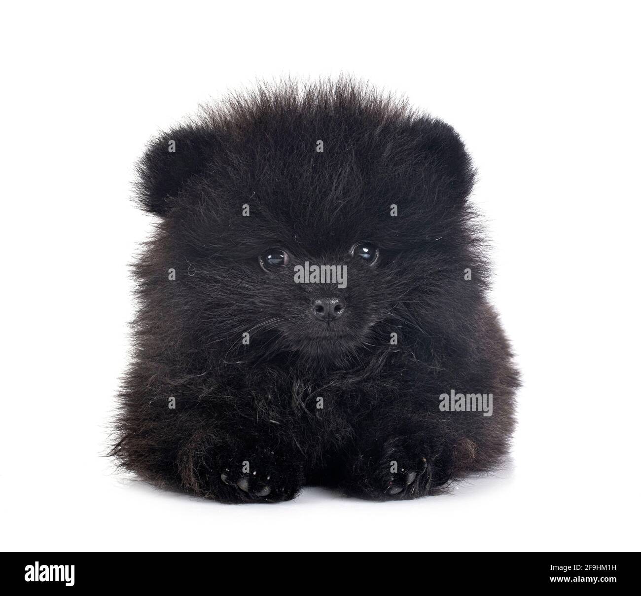 Pomeranian jeunes in front of white background Banque D'Images