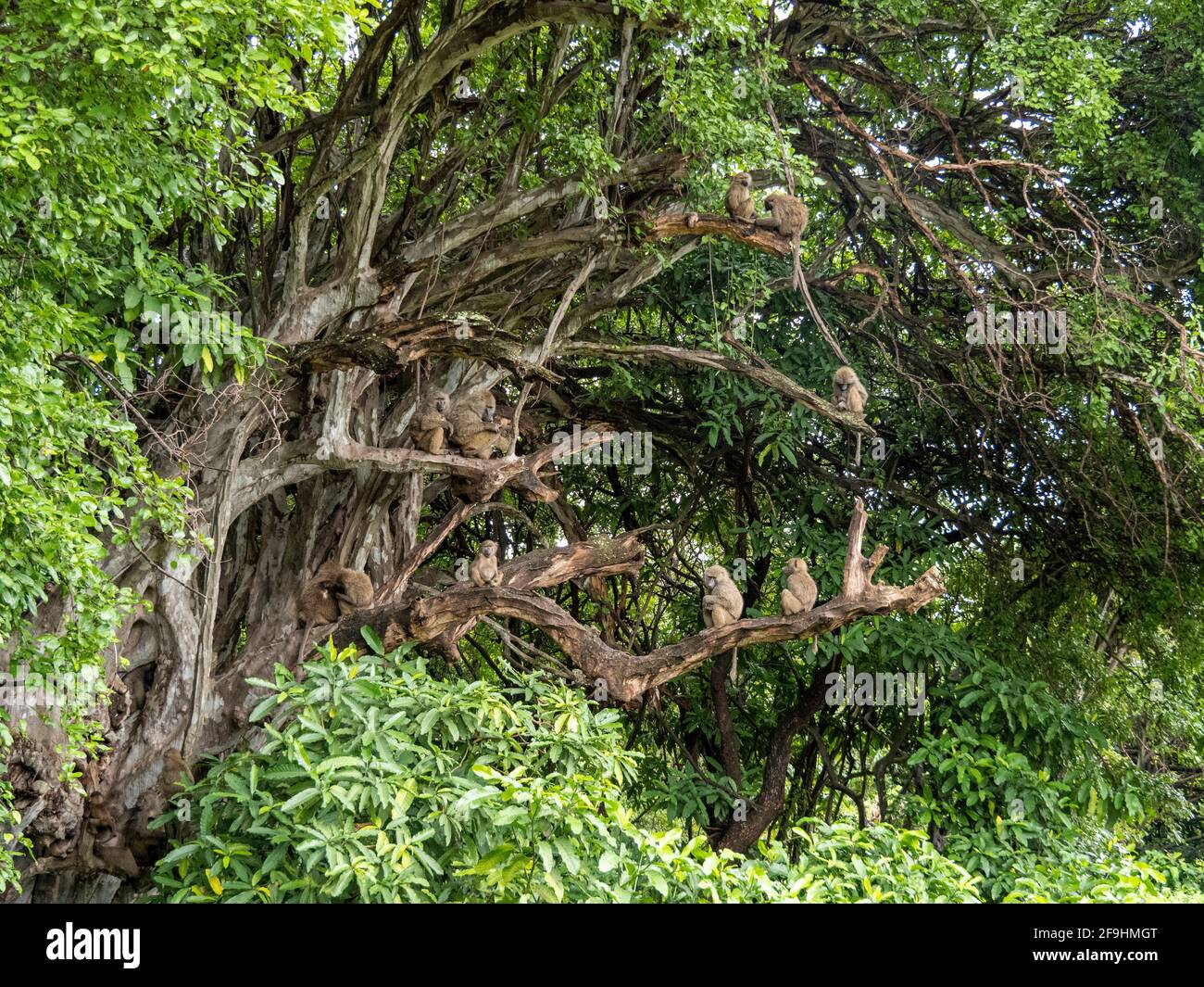 Lac Manyara, Tanzanie, Afrique - 2 mars 2020 : babouins dans les arbres Banque D'Images