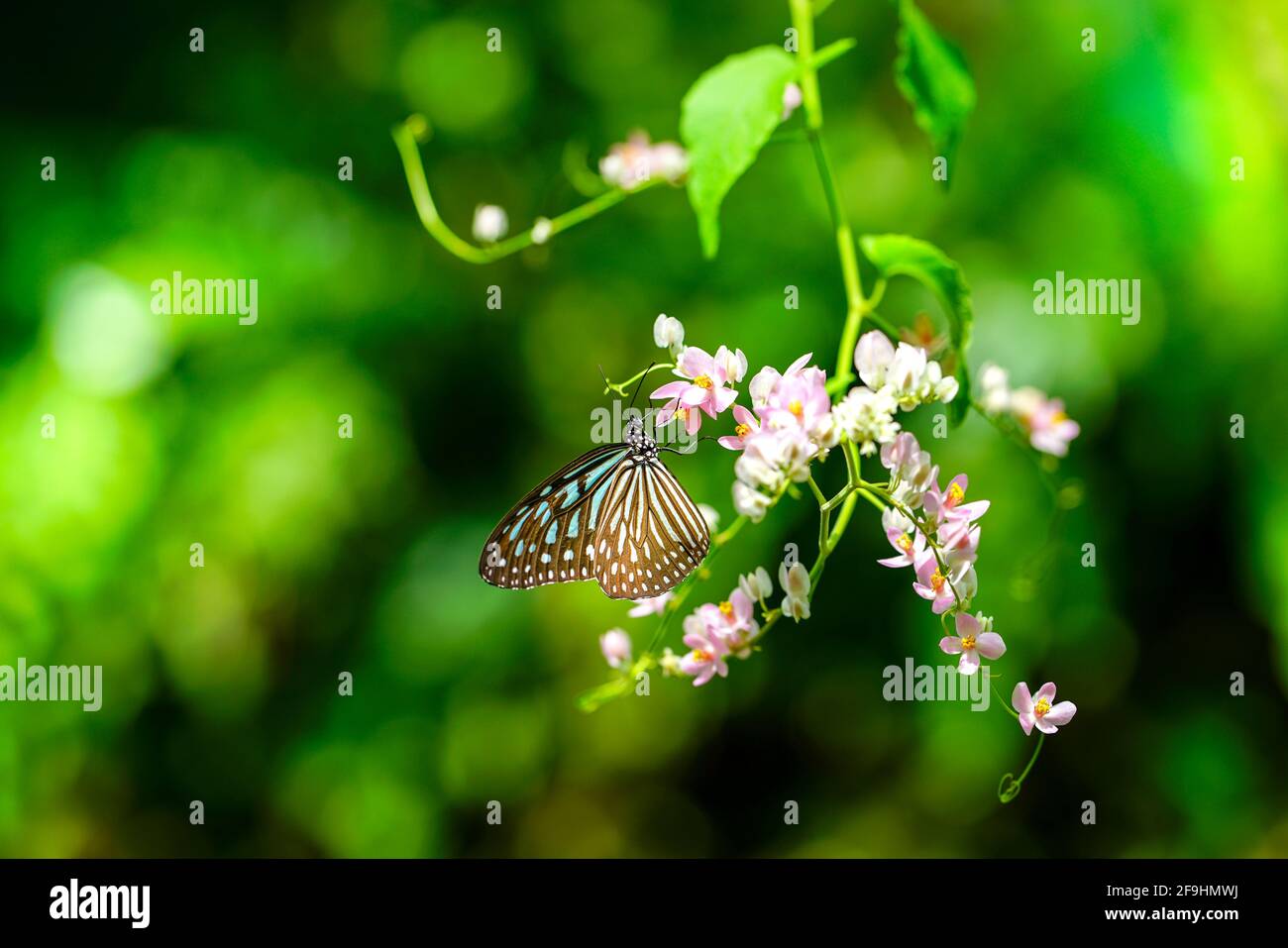 Papillon de tigre bleu vitreux et fleurs de super-réducteur rose dans le jardin. Concept du printemps ou de la nature. Copier l'espace. Banque D'Images