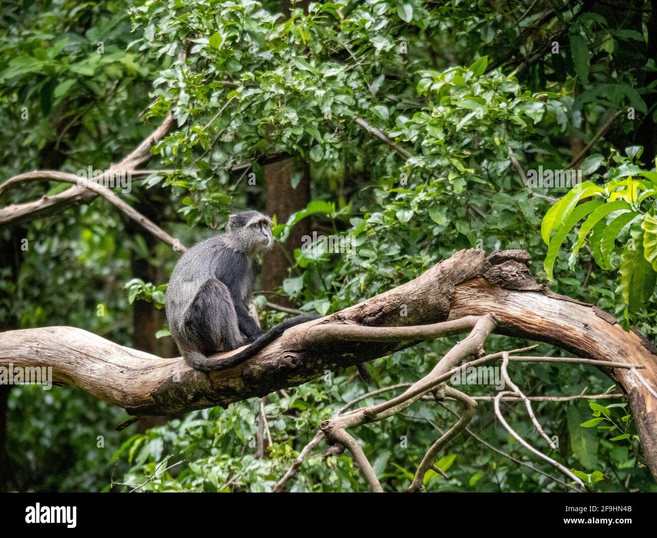 Lac Maynara, Tanzanie, Afrique - 2 mars 2020 : Monkey bleu assis sur la branche des arbres Banque D'Images