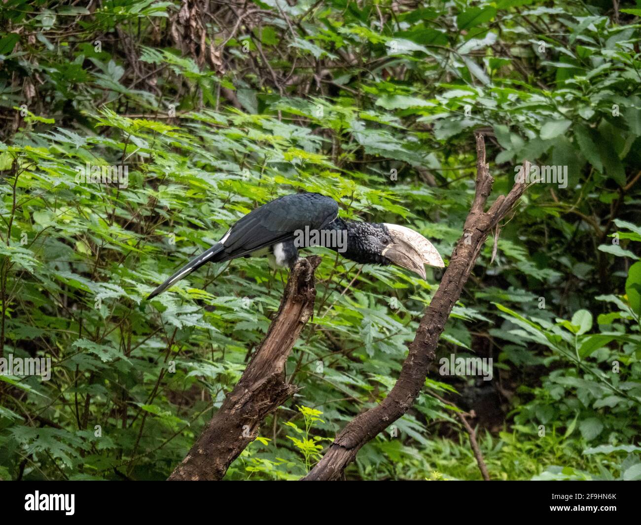 Lac Manyara, Tanzanie, Afrique - 2 mars 2020 : charme argenté sur branche Banque D'Images