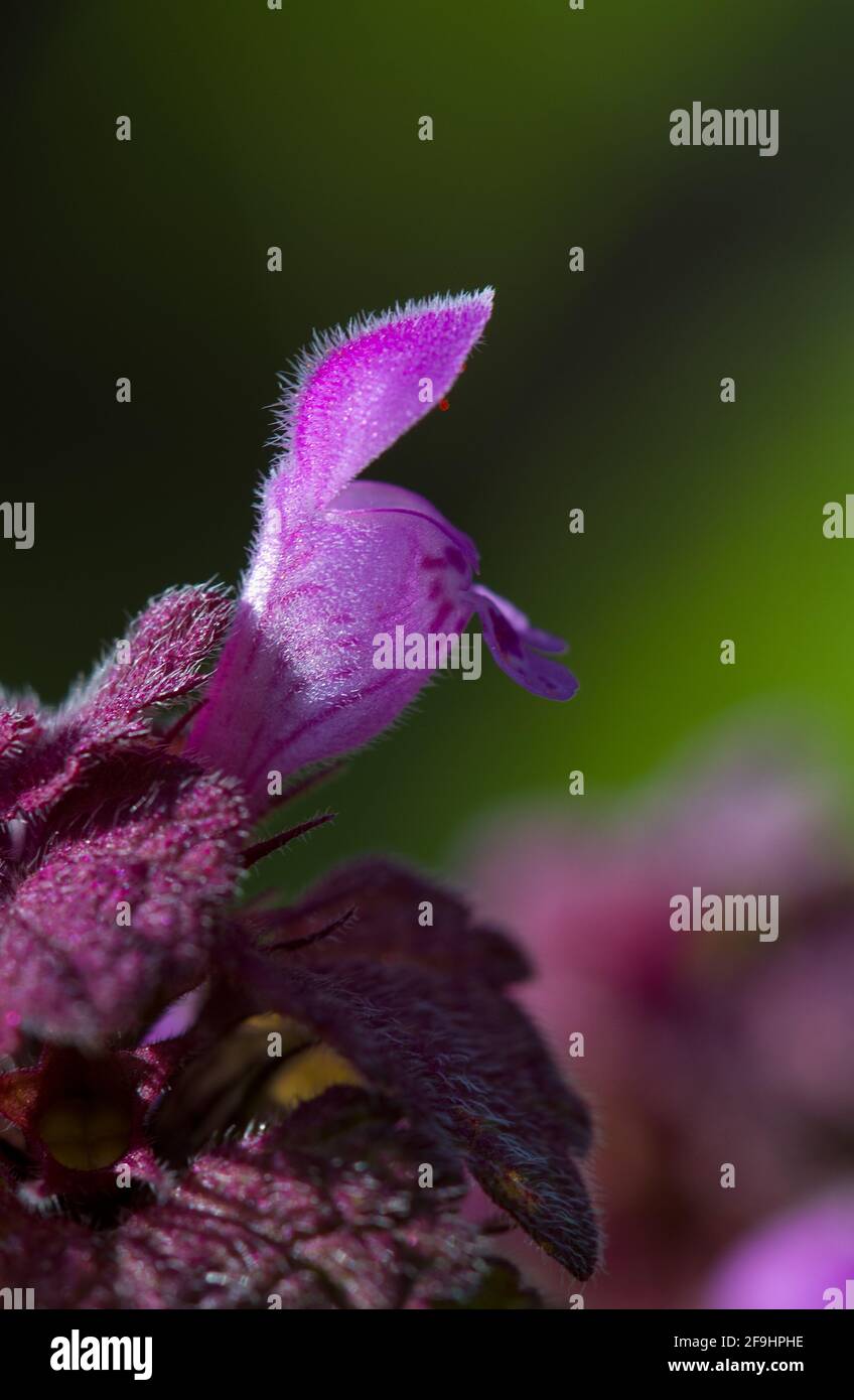 Gros plan de la fleur tubulaire rouge-violet vif de Dead-nettle Banque D'Images