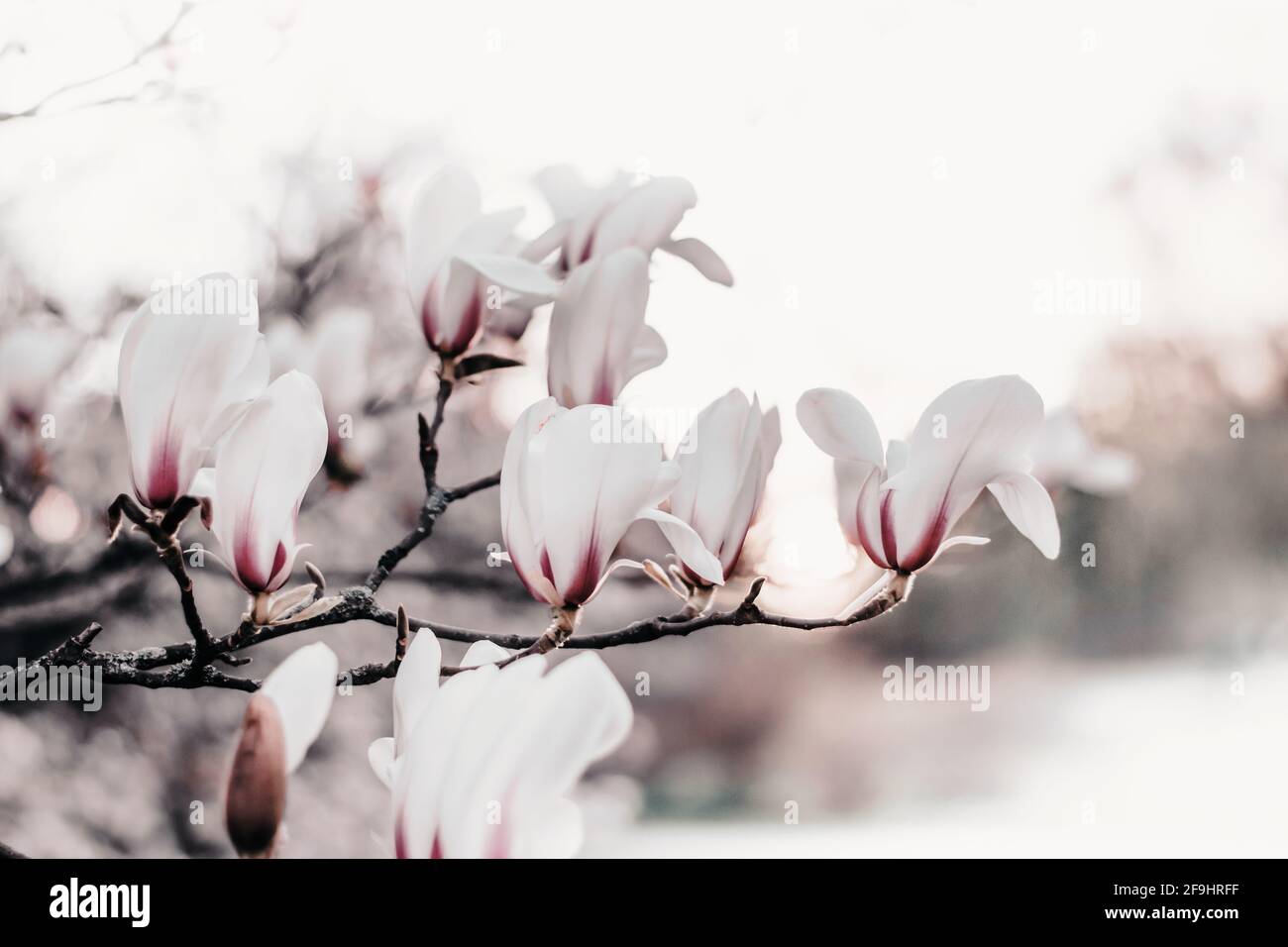 Magnolia x soulangiana (soucoupe magnolia) floraison au début du printemps Banque D'Images