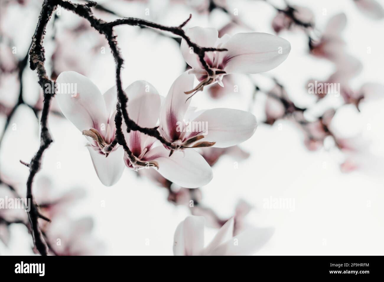 Magnolia x soulangiana (soucoupe magnolia) floraison au début du printemps Banque D'Images