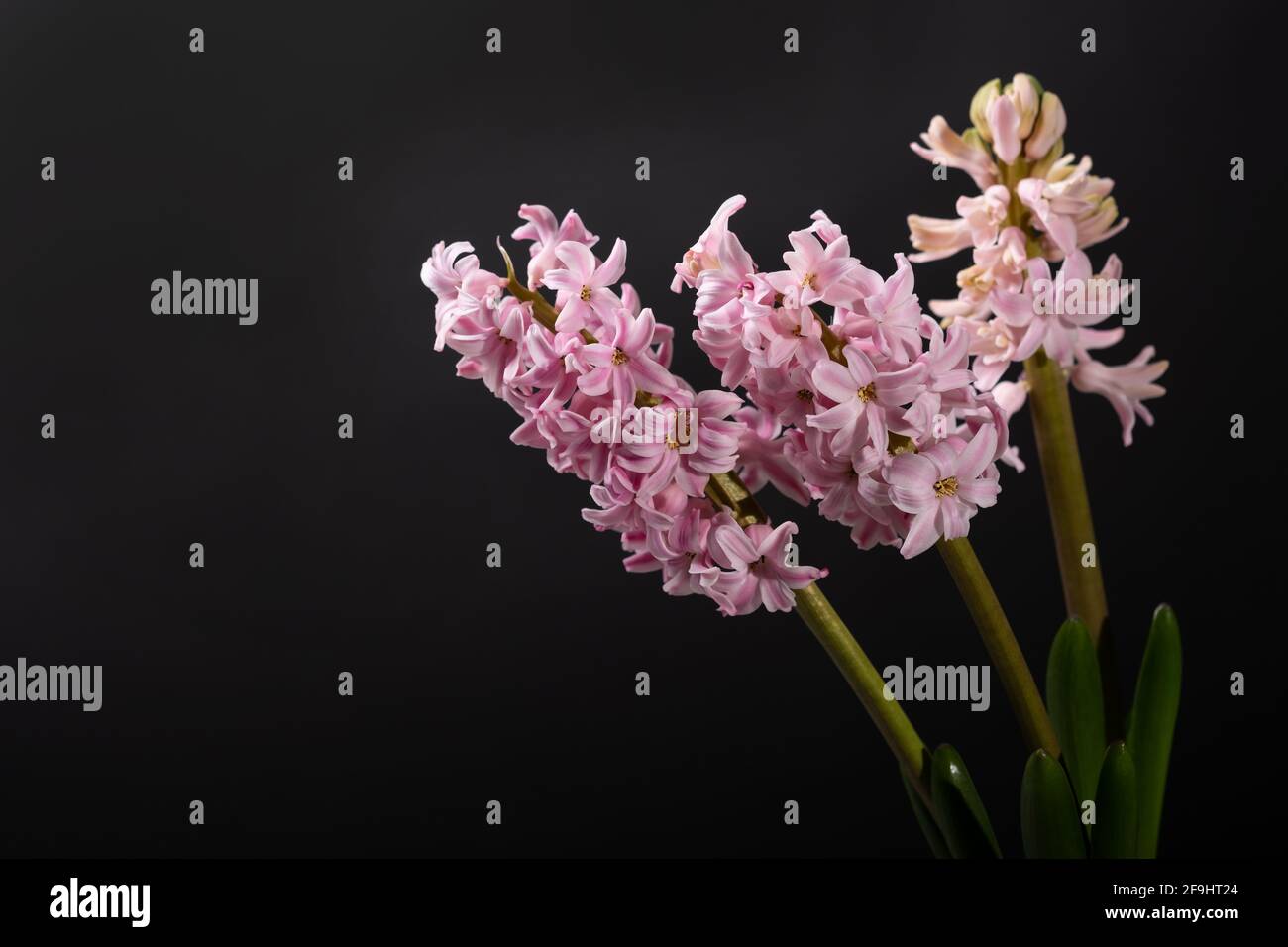 Jacinthe rose en fleur sur fond noir Banque D'Images