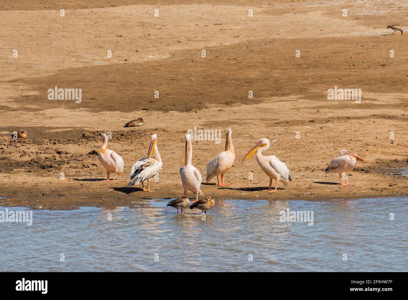 Pélicans blancs sauvages sur un banc de sable, Namibie Banque D'Images