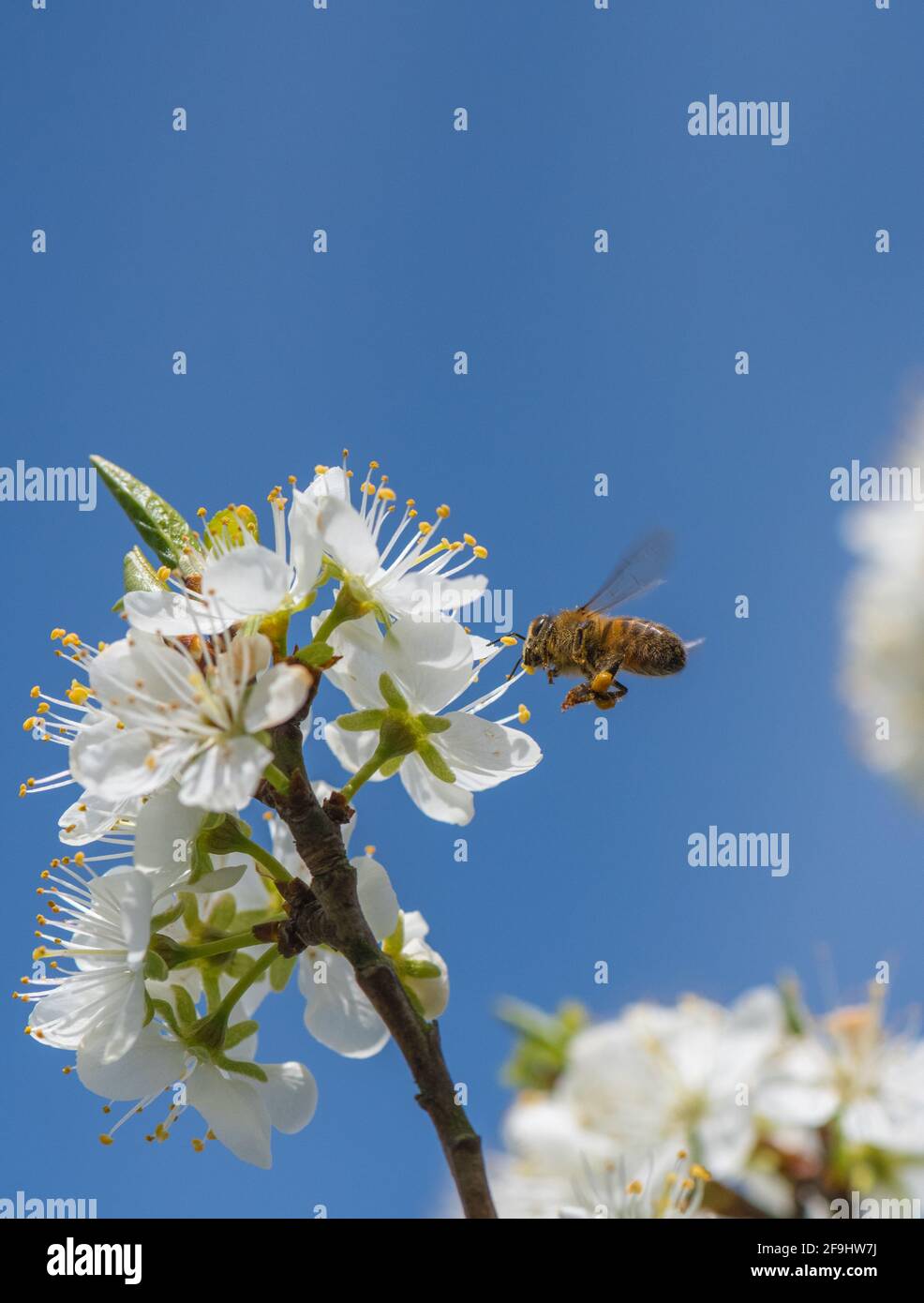Abeille et fleur de Damson. Banque D'Images