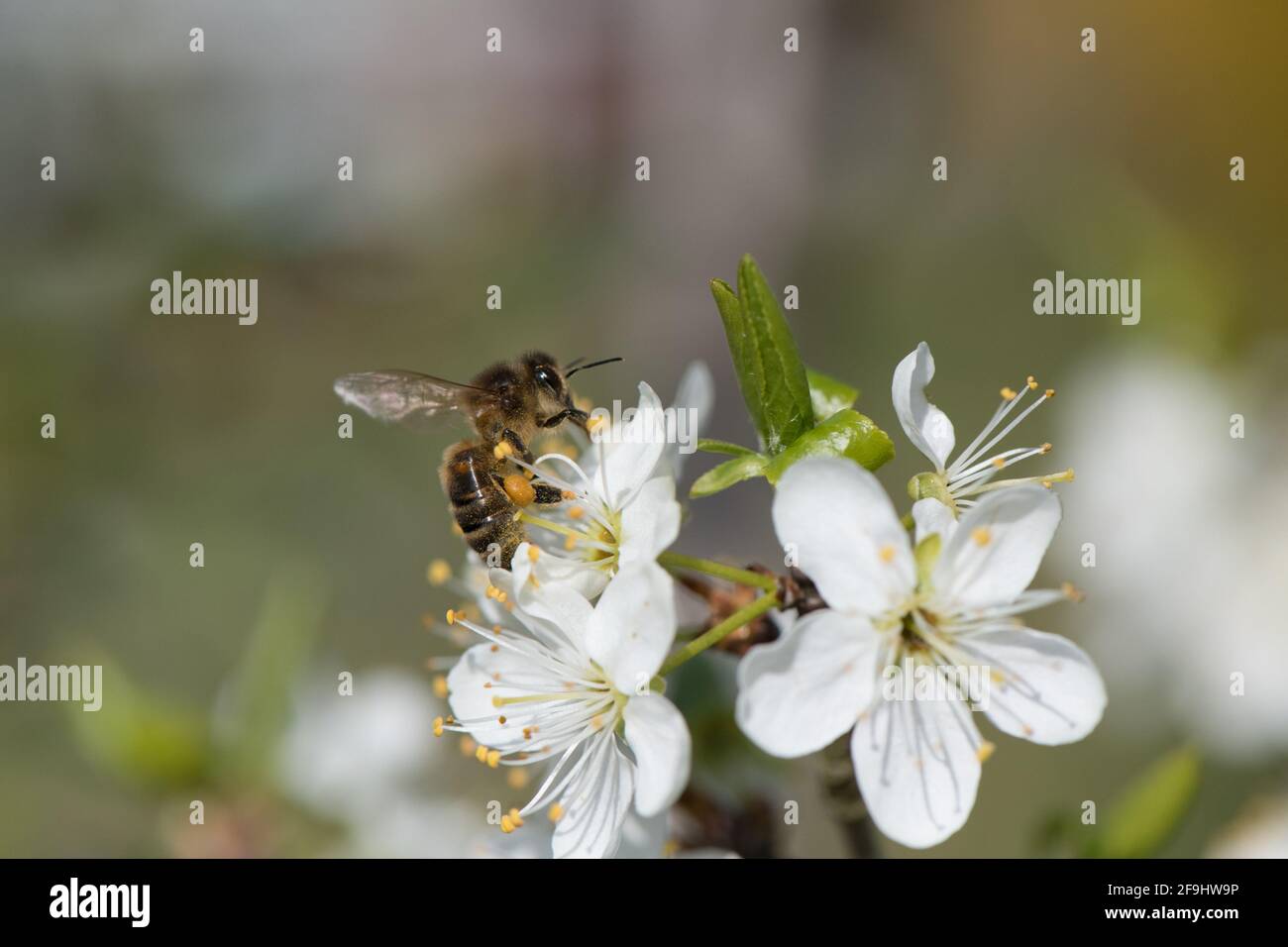 Abeille et fleur de Damson. Banque D'Images