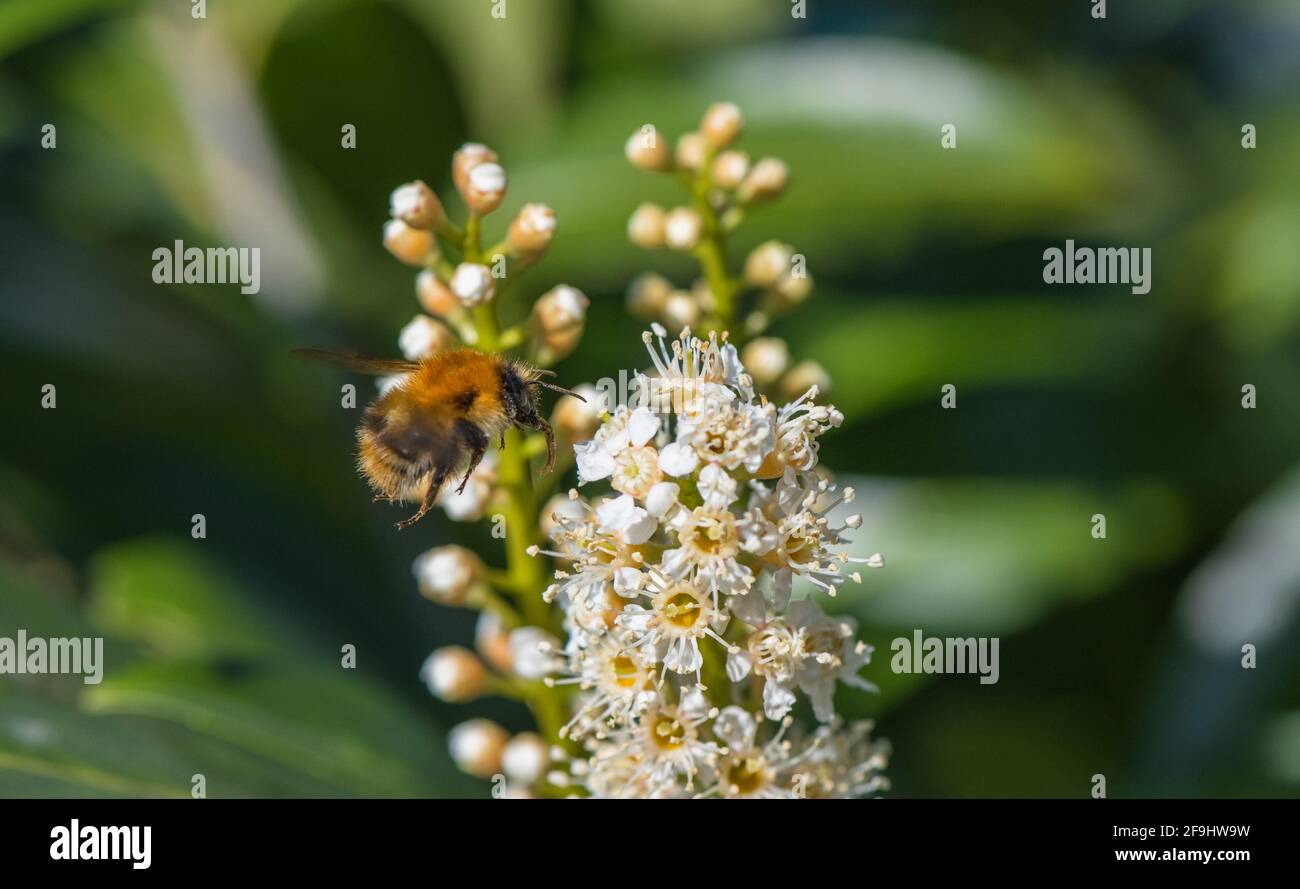 L'abeille commune et une fleur de cerisier Laurel Banque D'Images