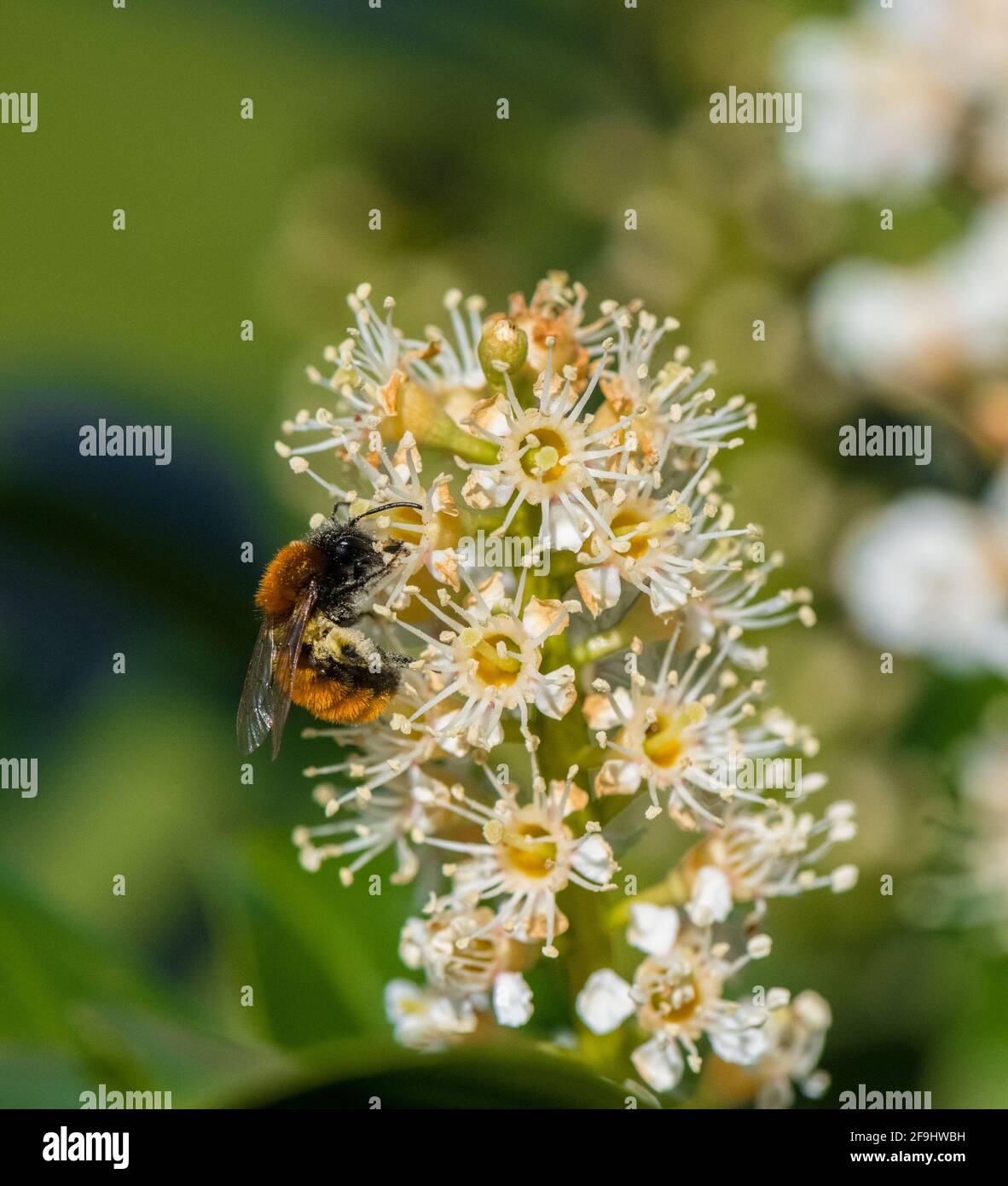 Tawny Mining Bee sur une fleur de cerisier Banque D'Images