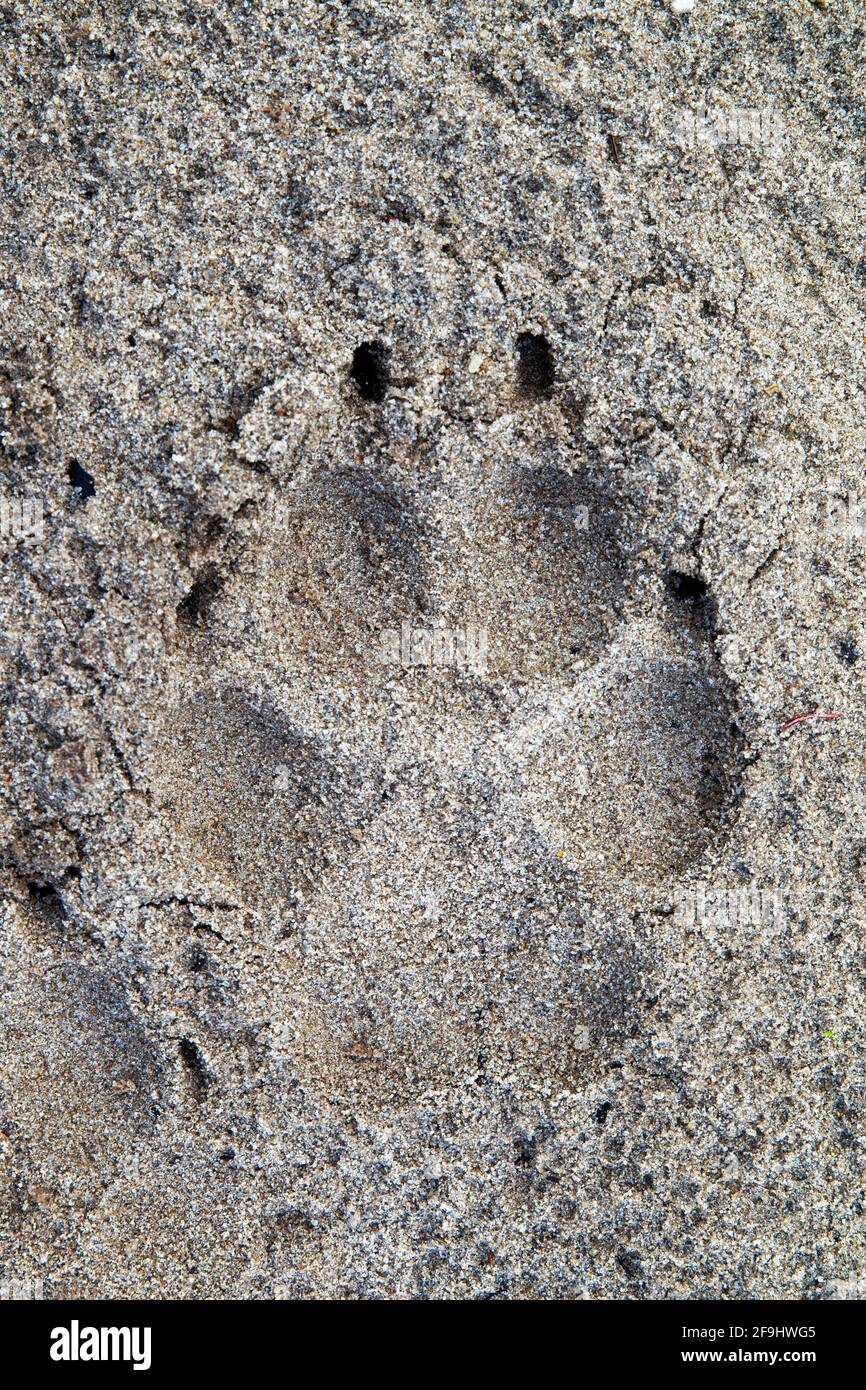 Loup européen (Canis lupus). Empreinte dans le sable. Danemark Banque D'Images