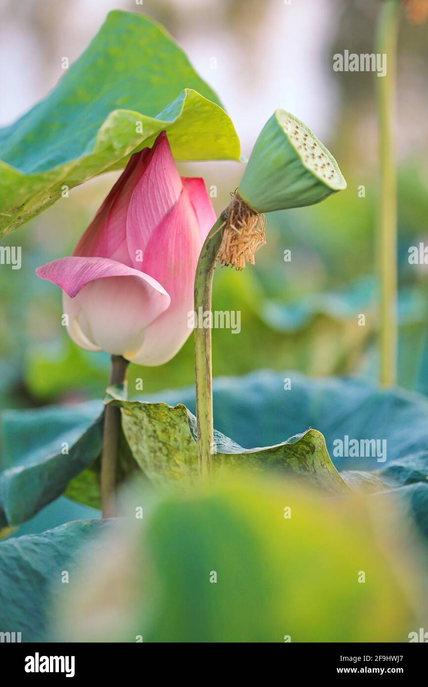 Bourgeon de fleur de Lotus rose (Nelumbo nucifera) en photo verticale Banque D'Images