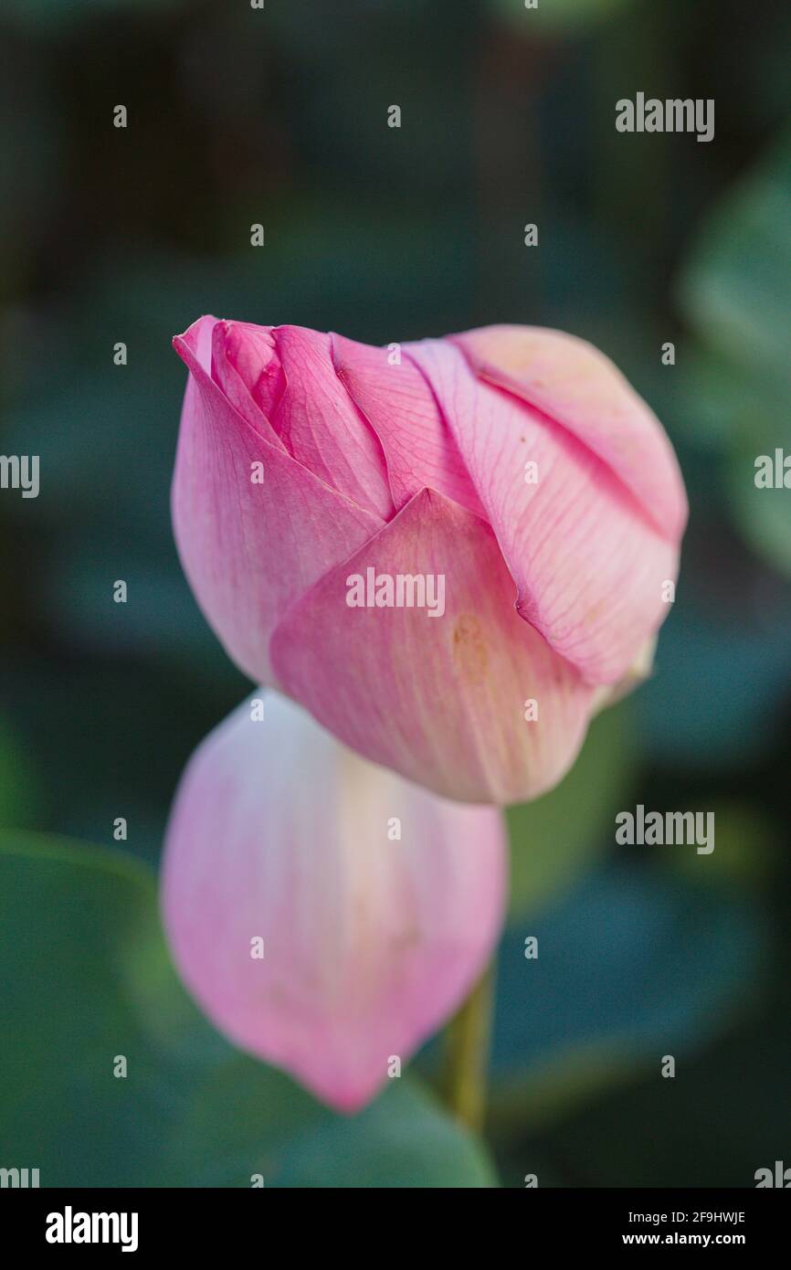 Bourgeon de fleur de Lotus rose (Nelumbo nucifera) en photo verticale Banque D'Images