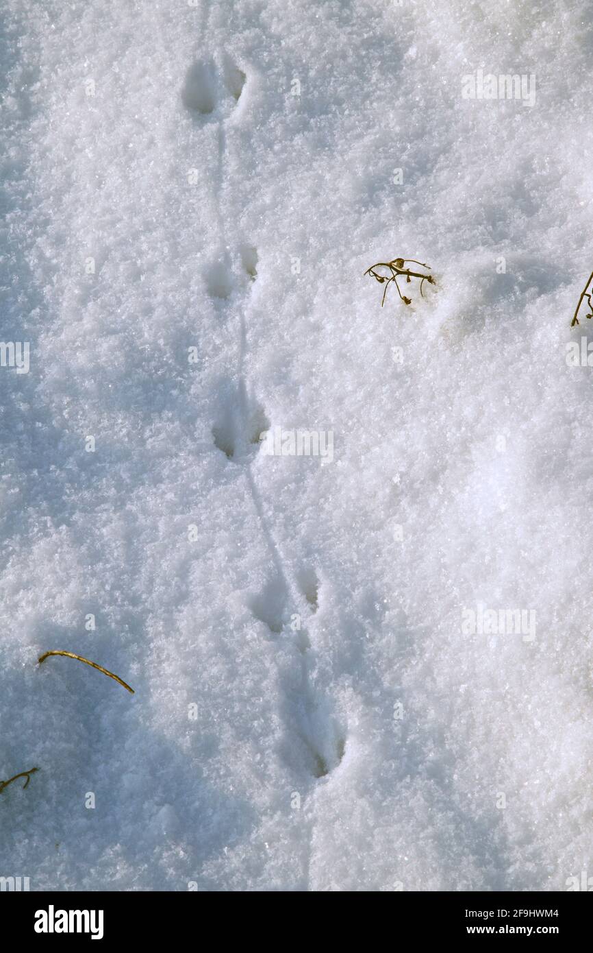 Piste de souris (Apodemus sp.) dans la neige. Allemagne Photo Stock - Alamy