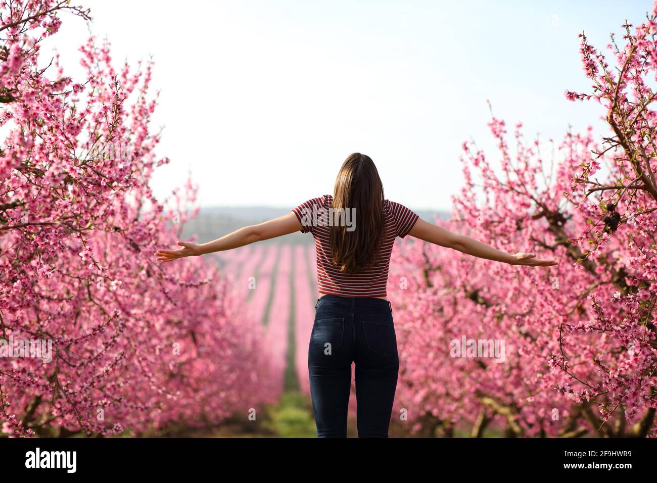 Vue arrière portrait d'une femme heureuse dépassant les bras un champ rose au printemps Banque D'Images