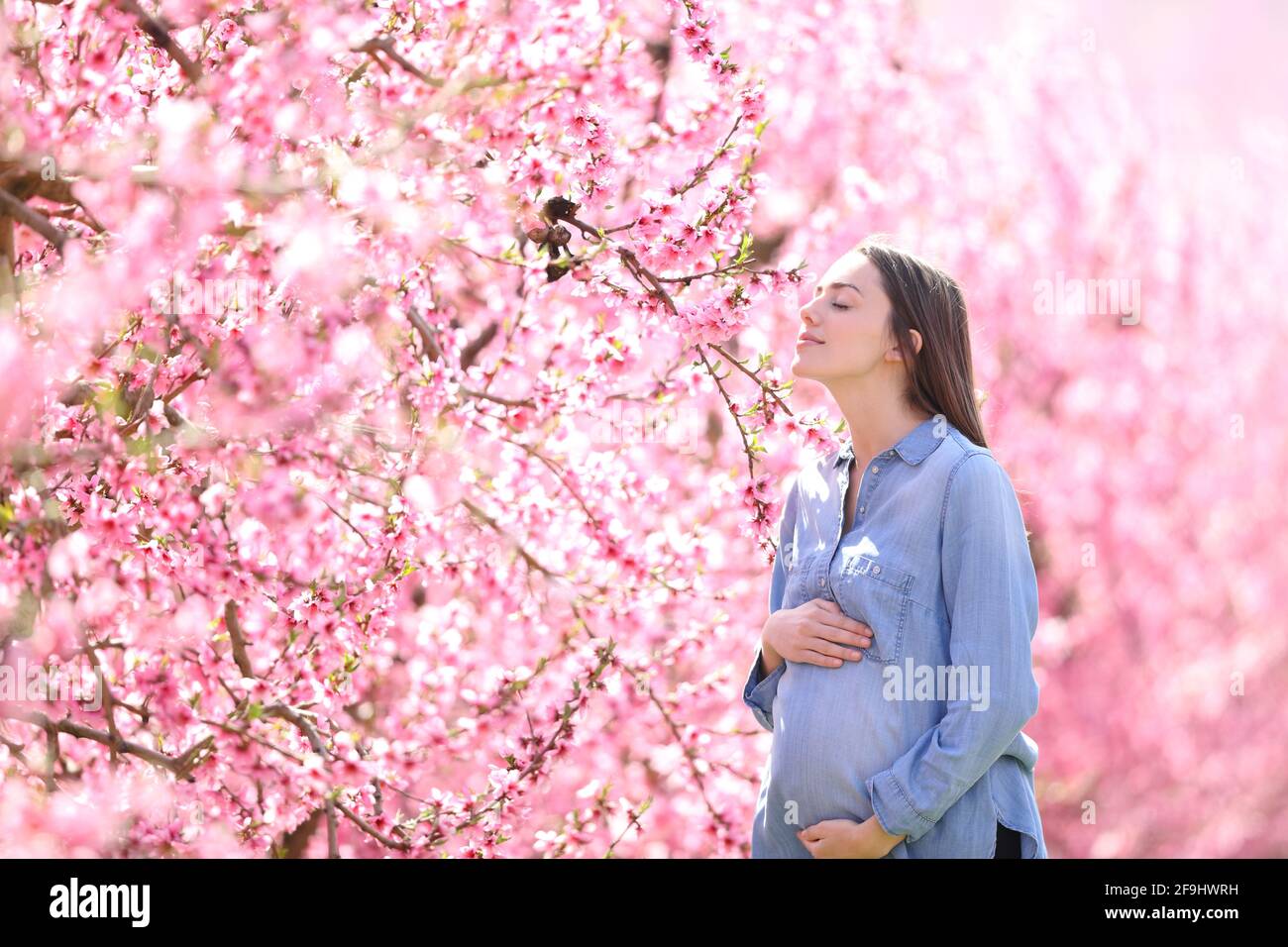 Femme enceinte heureuse dans un champ rose sentant des fleurs Banque D'Images