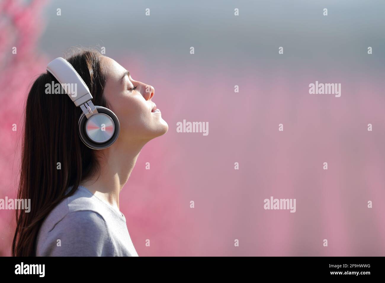 Profil d'une femme qui médite l'écoute audio sur un casque sans fil dans un champ rose Banque D'Images