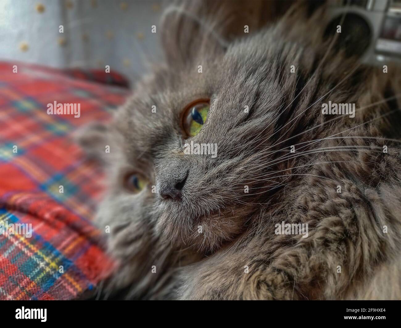 Portrait d'un chat gris allongé sur un coussin à carreaux rouges. L'animal féminin de 14 ans se repose. Animal de compagnie mixte à poil long. Se concentrer sur le Banque D'Images