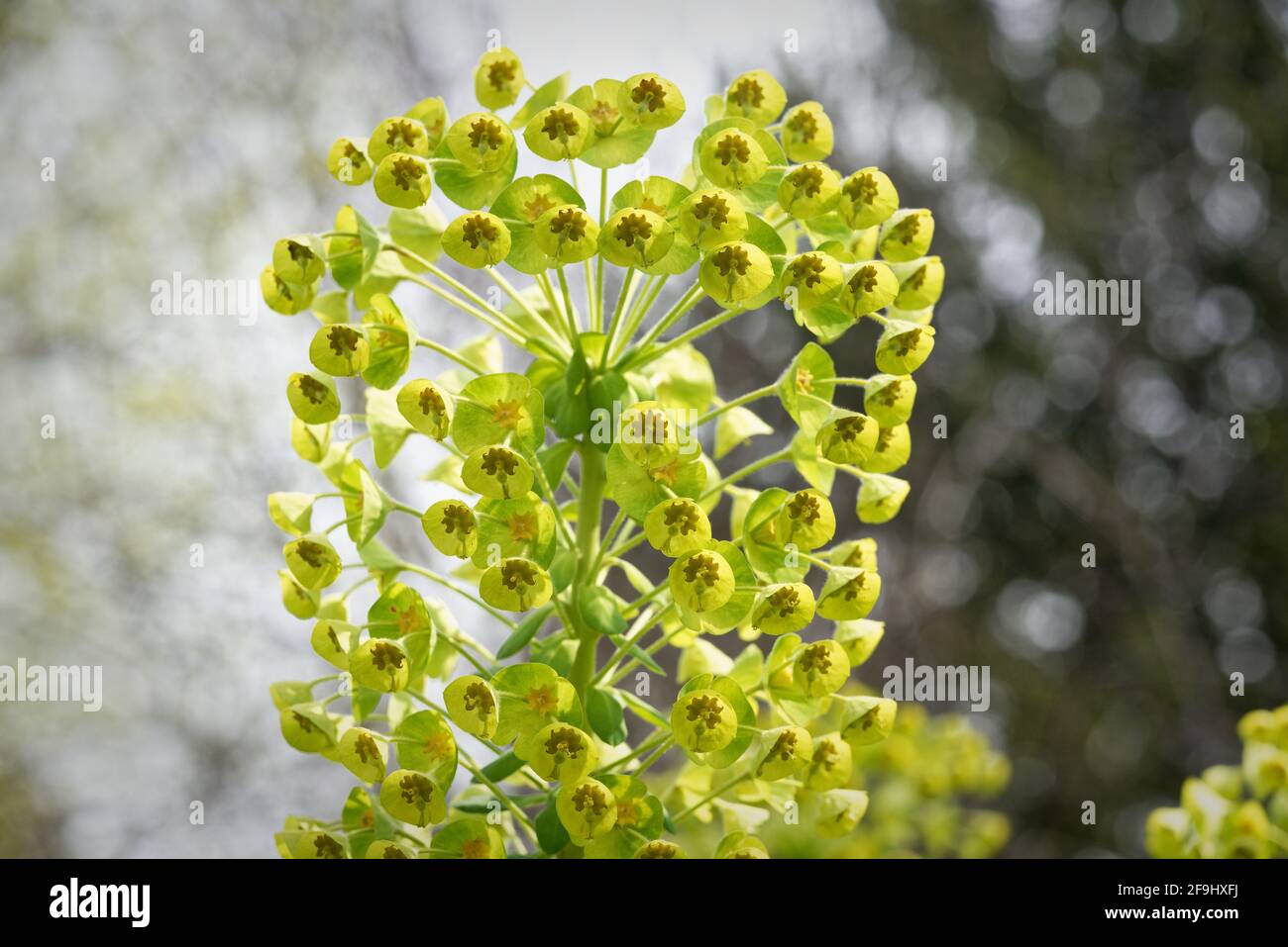 Euphorbia chacias L, sphèce méditerranéenne florale sur fond flou Banque D'Images