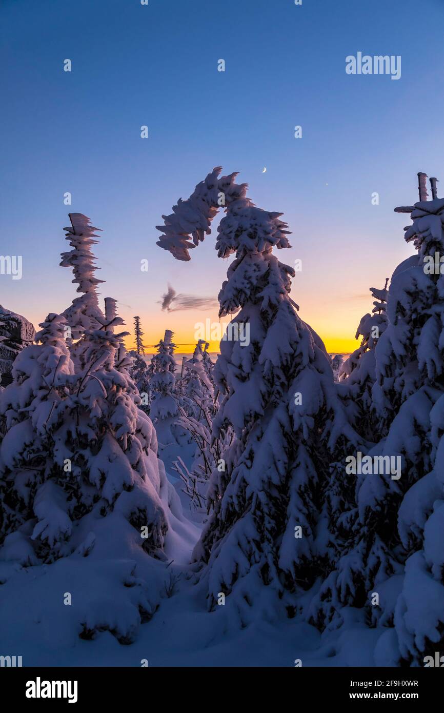 Paysage en hiver sur le Dreisesselberg. Bavarian Forest, Bavière, Allemagne Banque D'Images
